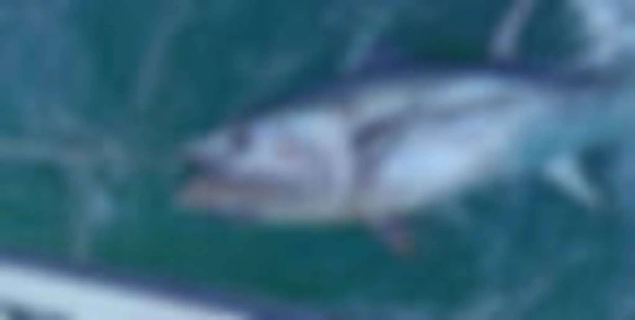 osprey sport fishing