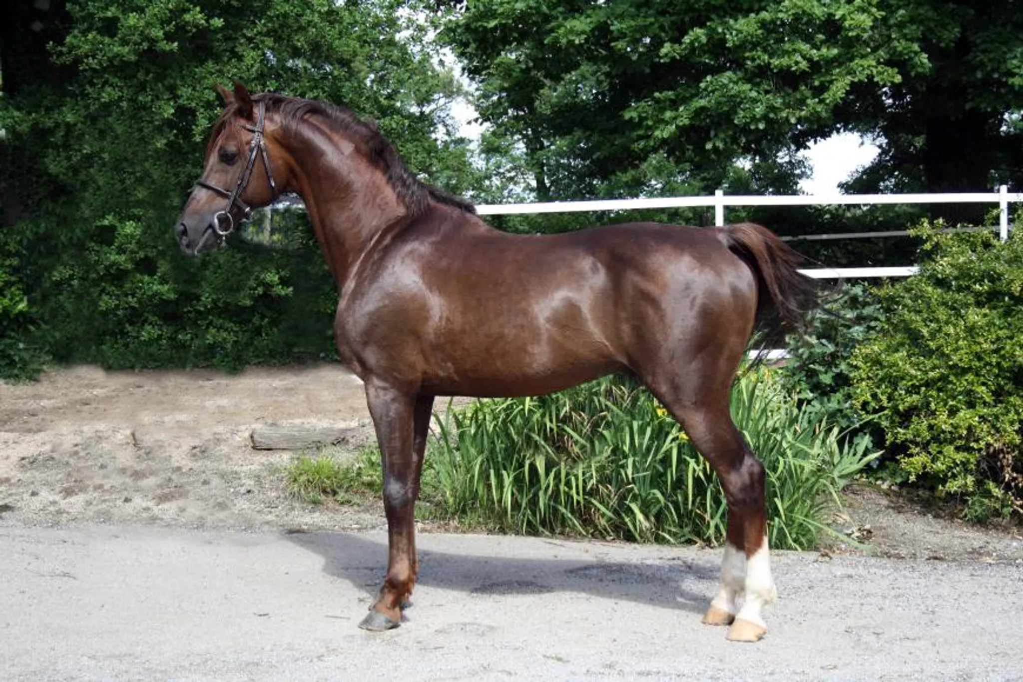 Cabrol Didier Jean Marie