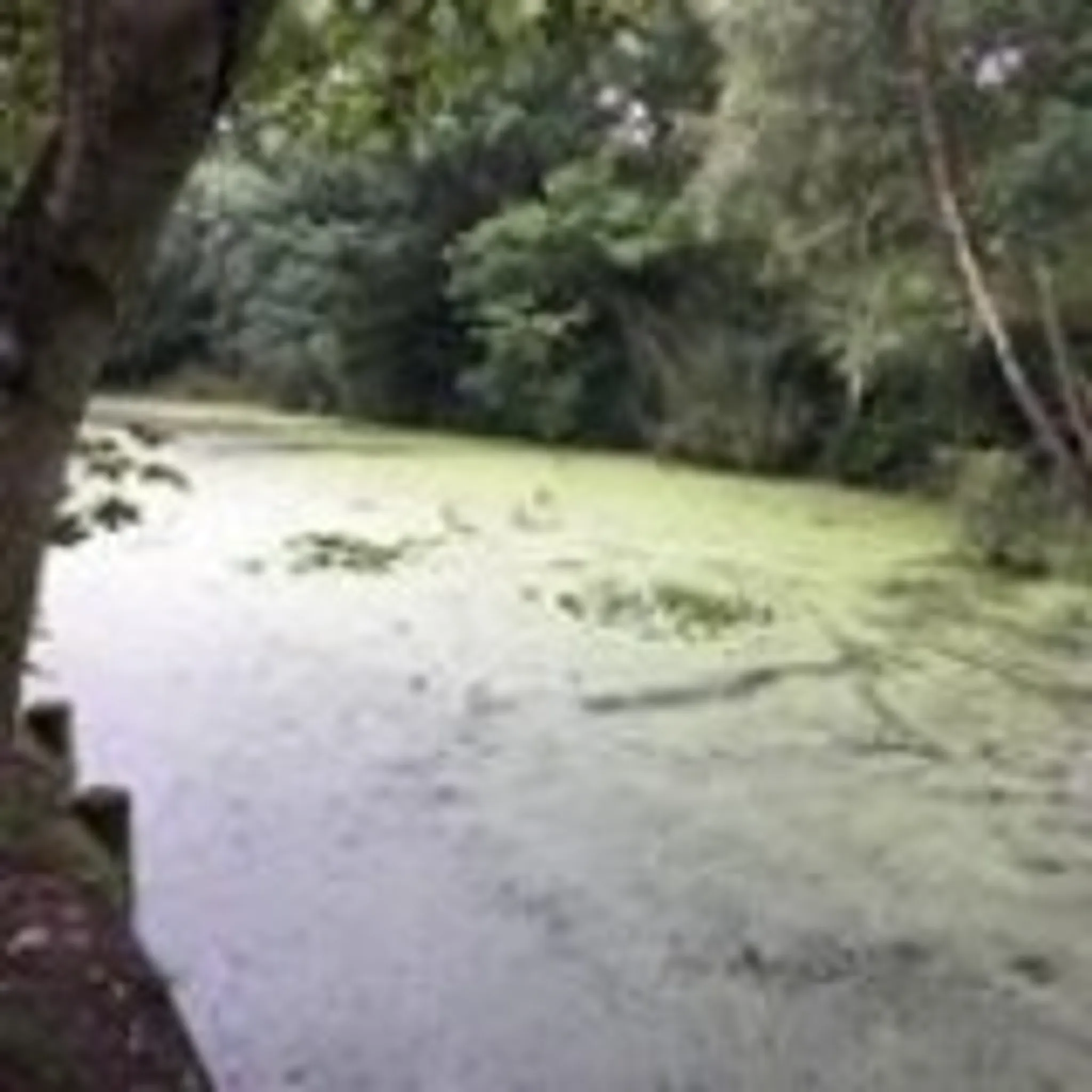 Combe Bank Fisheries