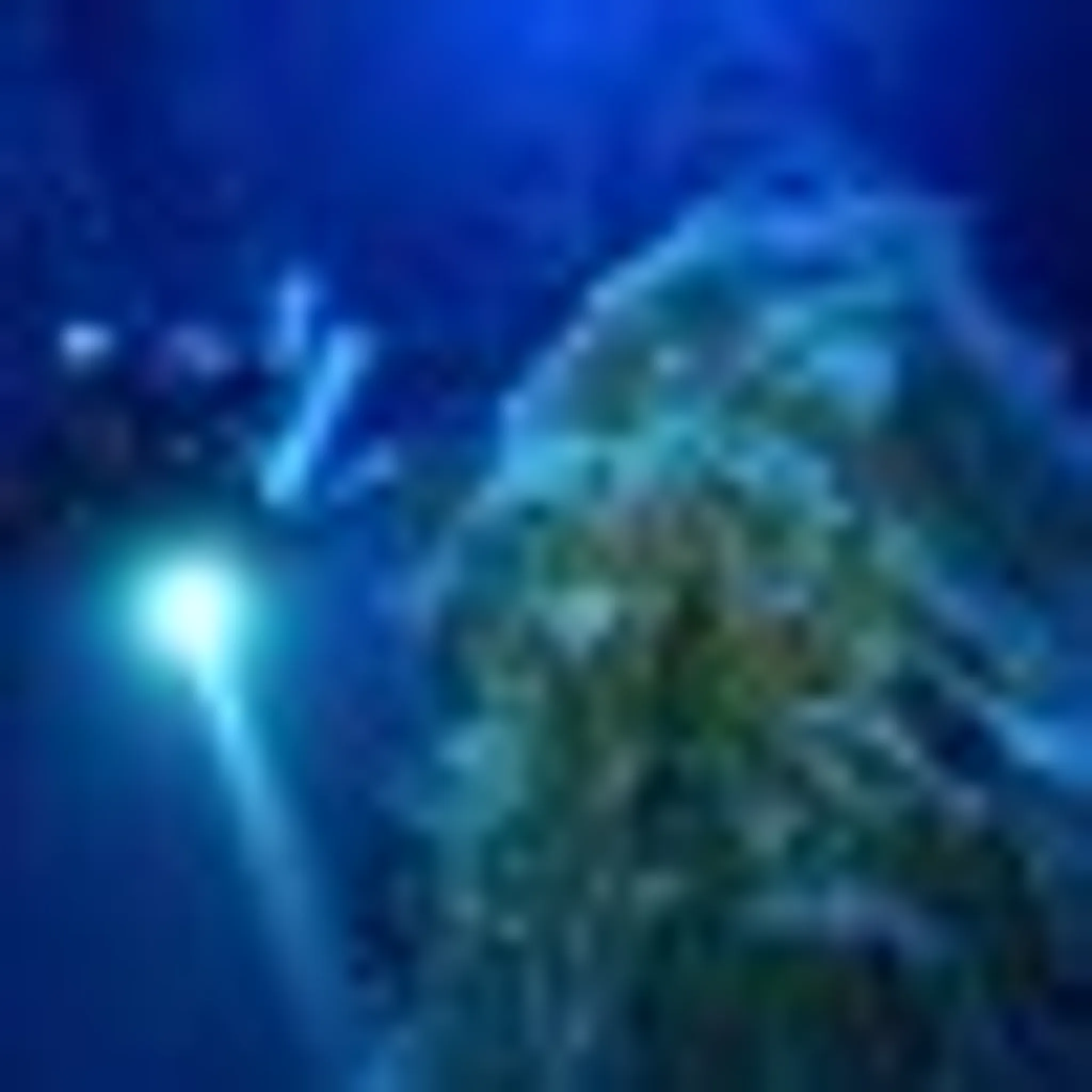 Sydney Dive Charters