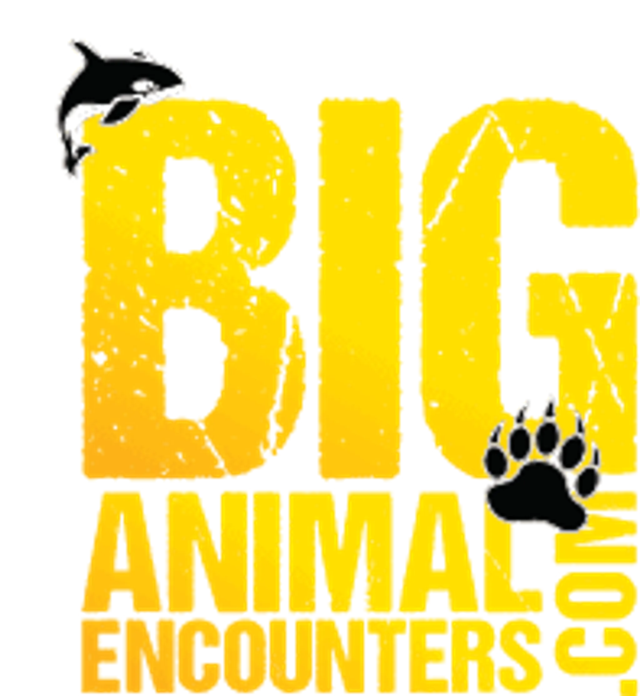 Community Beach Volleyball Tournament