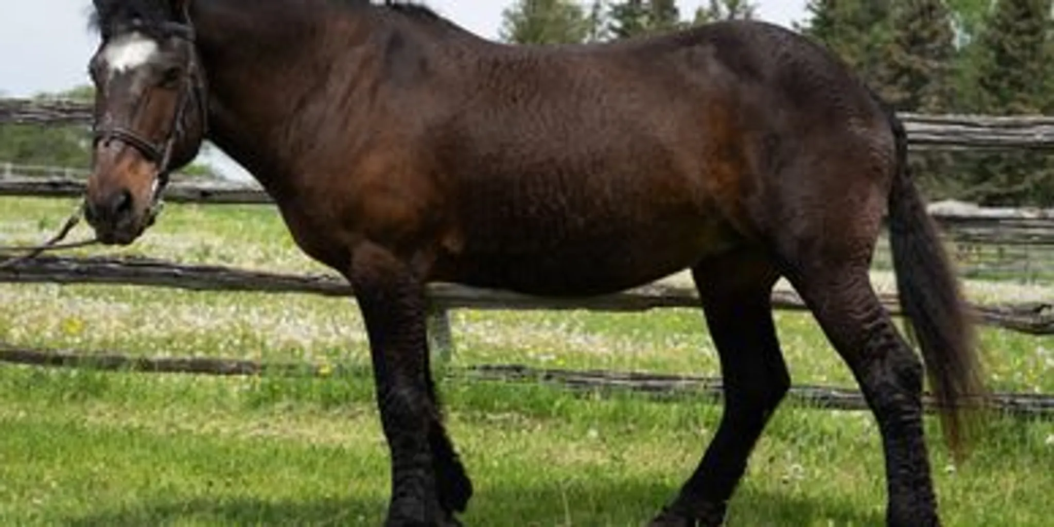 2024 Summer Riding Camp