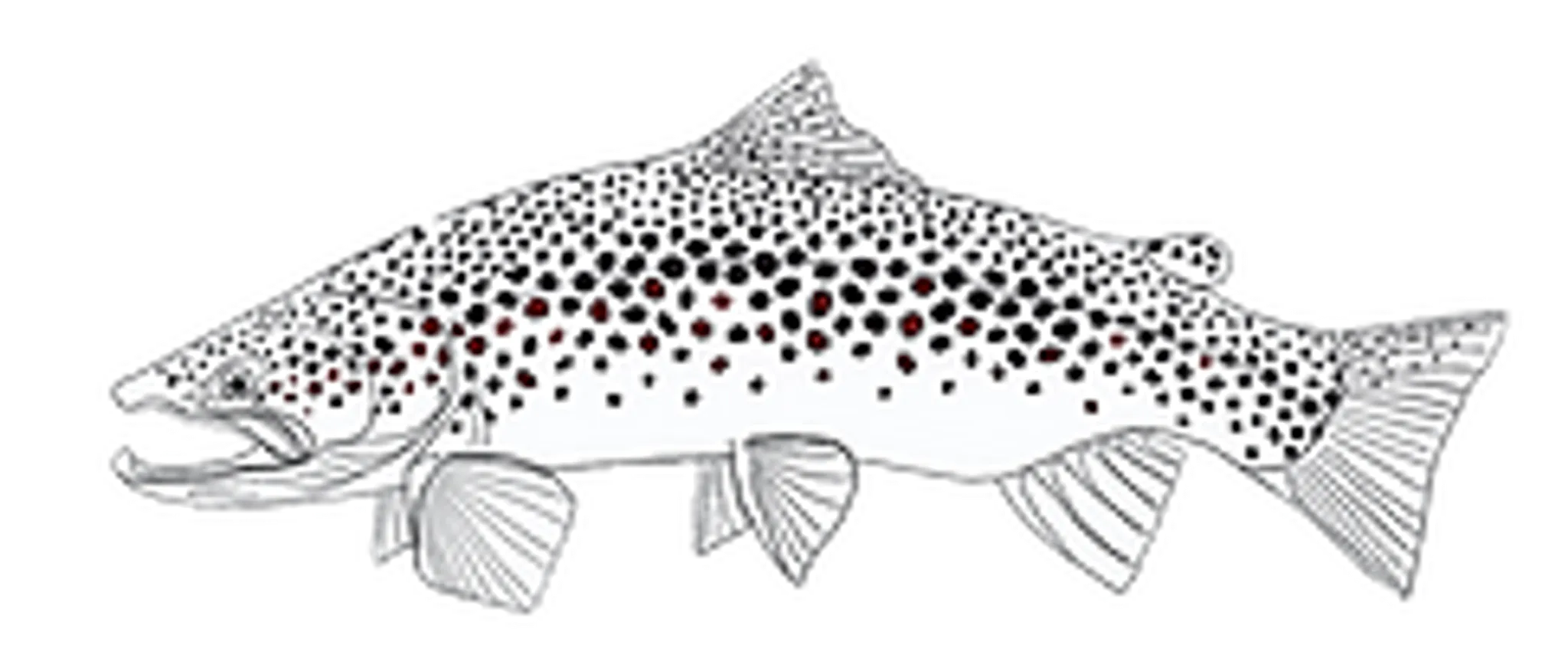 Joe Buck Fly Fishing