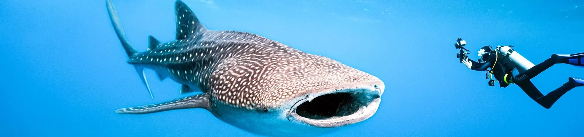 Diploma in Professional Scuba Instruction