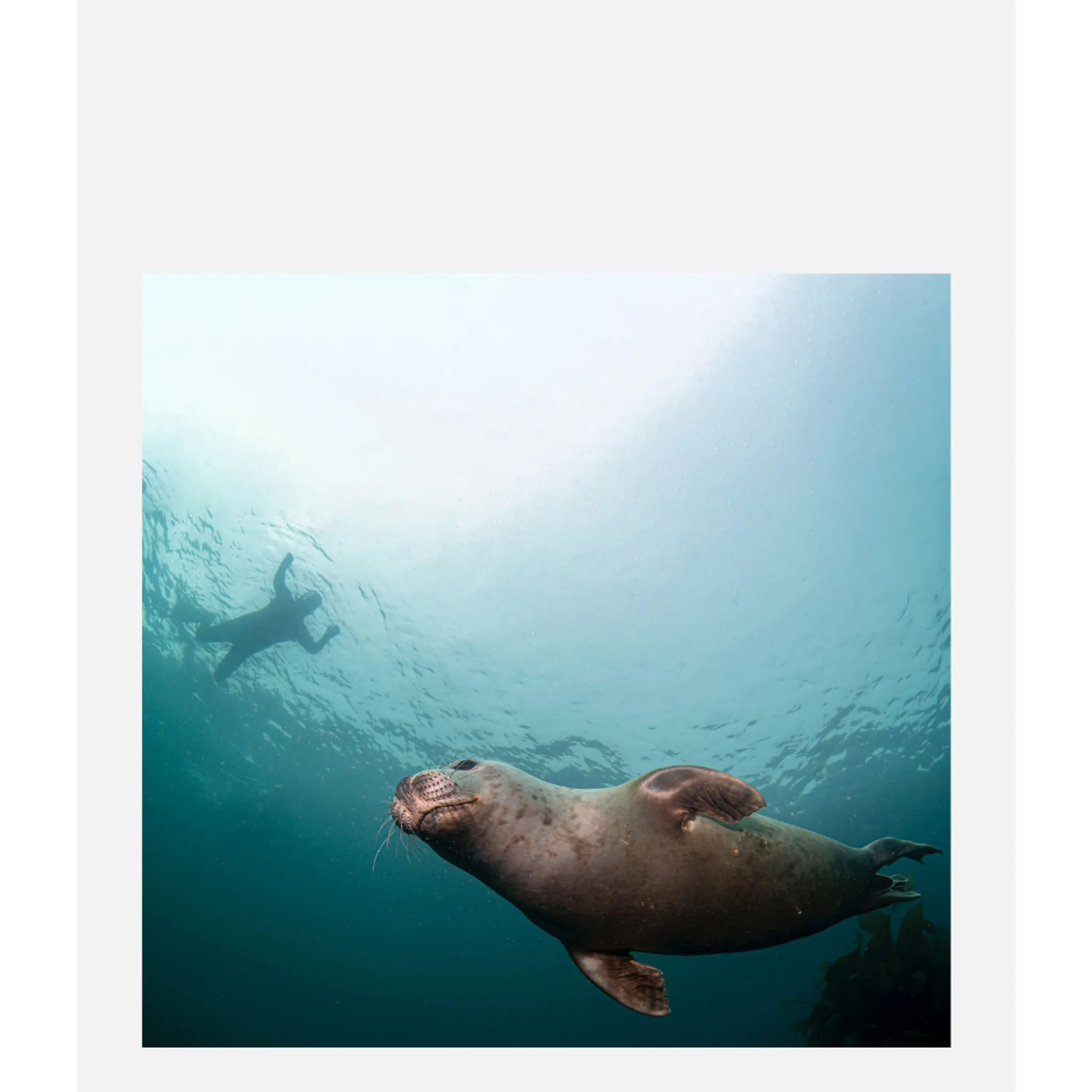 Swim with Seals