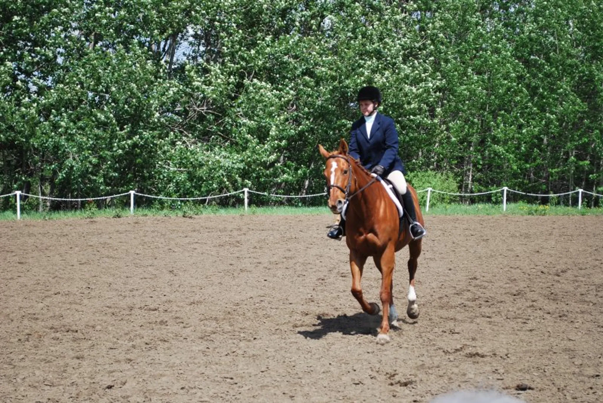 Trendsetting Stables Day Camp