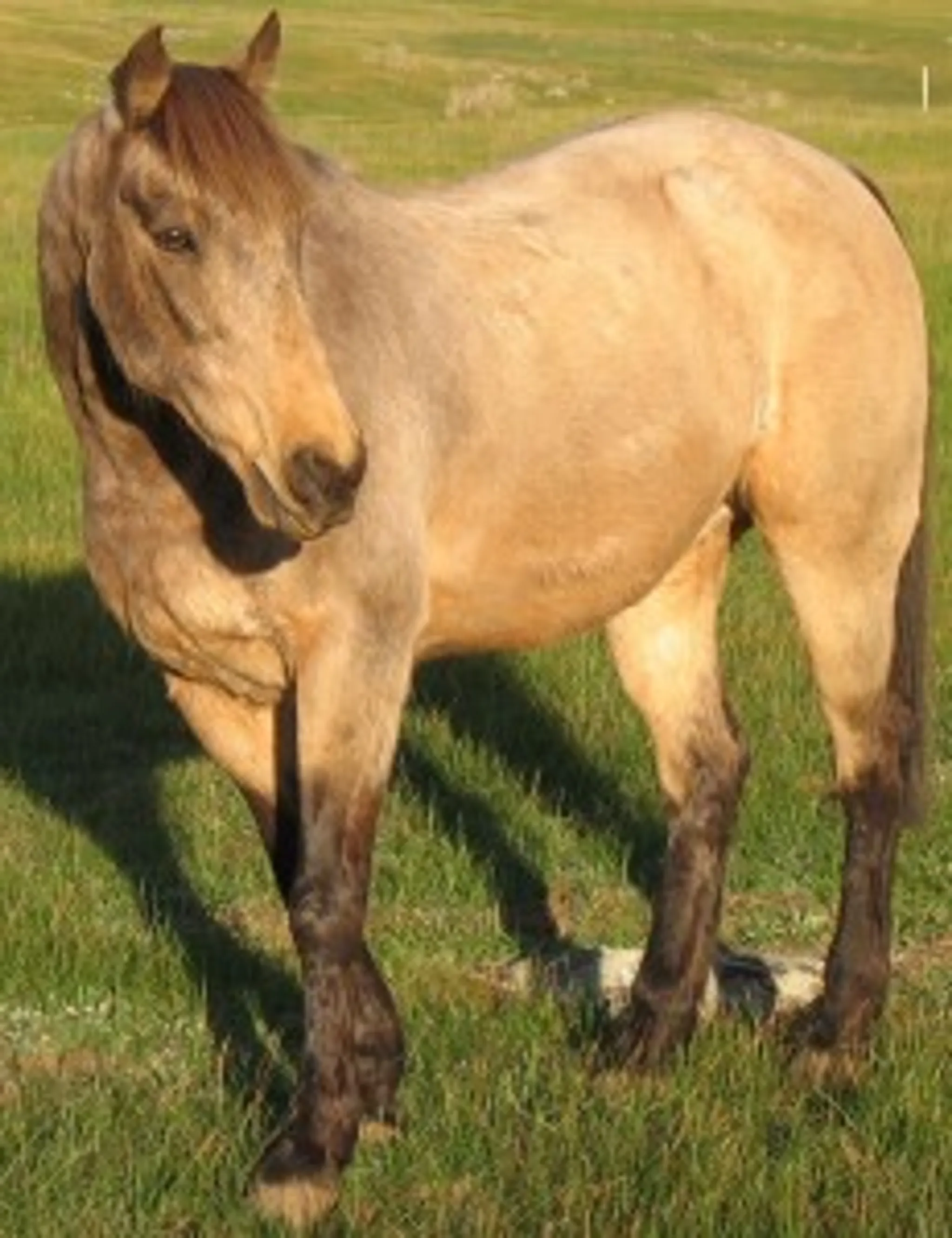 McDonalds Farm Agistment