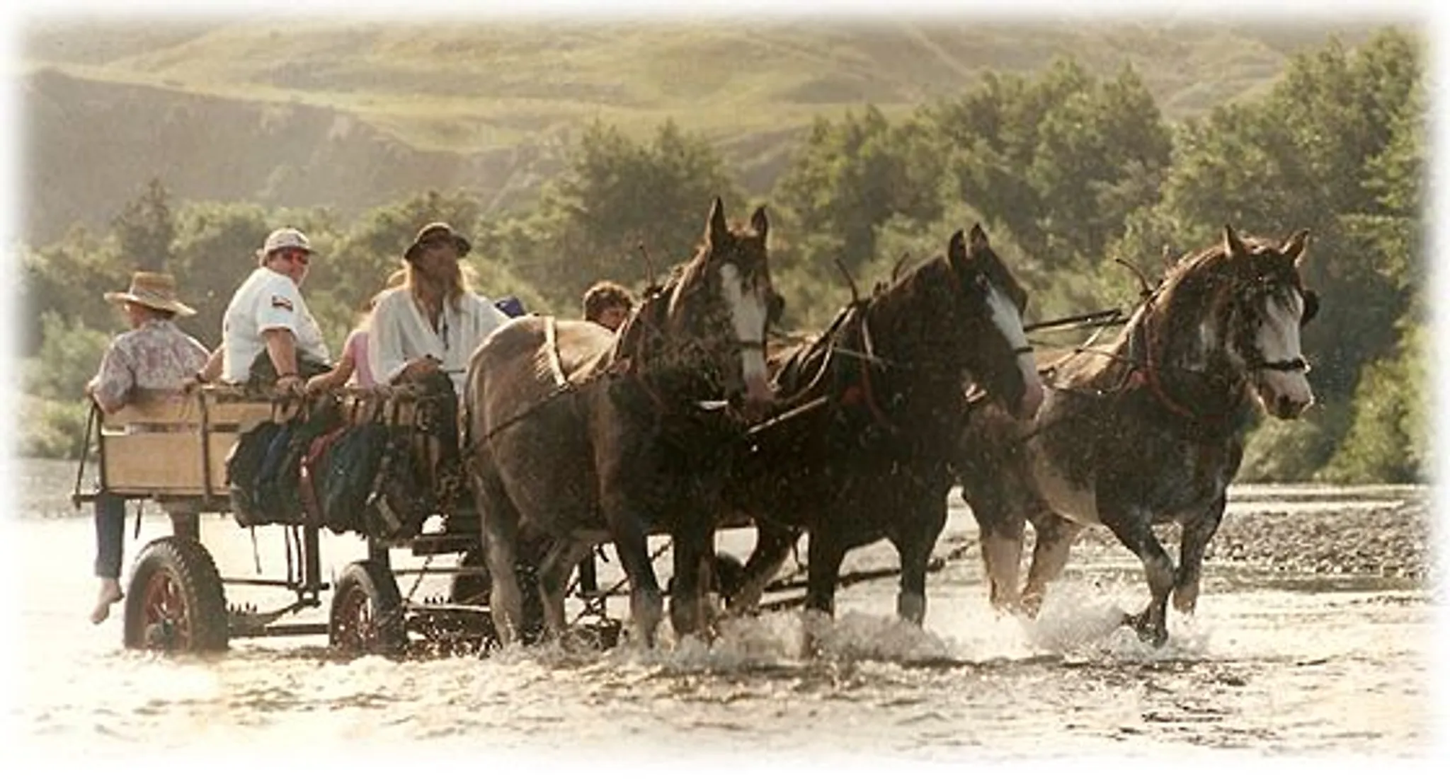 Clydesdale Horse Drawn Wagons