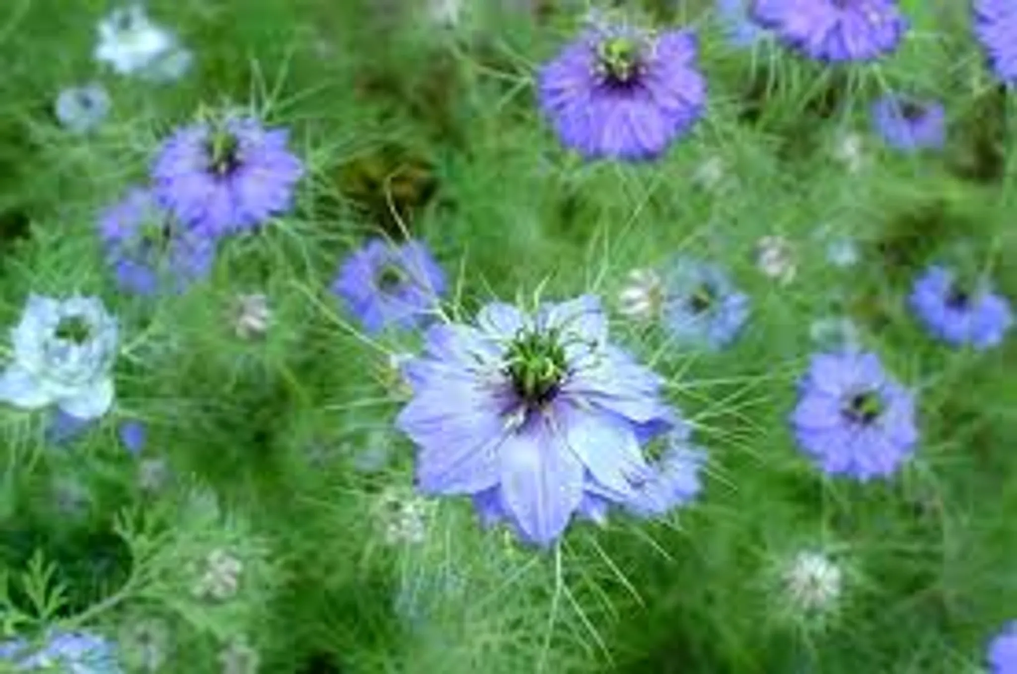 Elodie Cachet - Mouv'heart