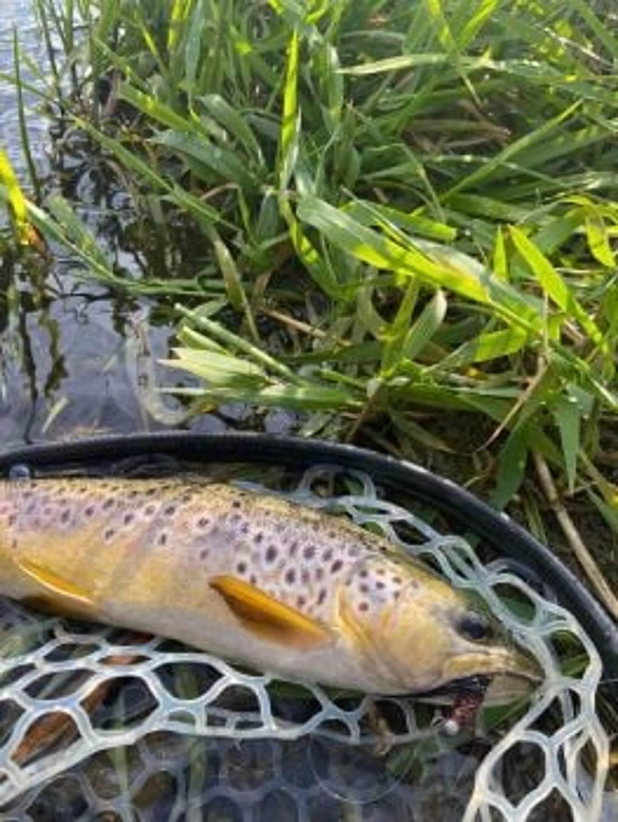Grayshott Angling Club
