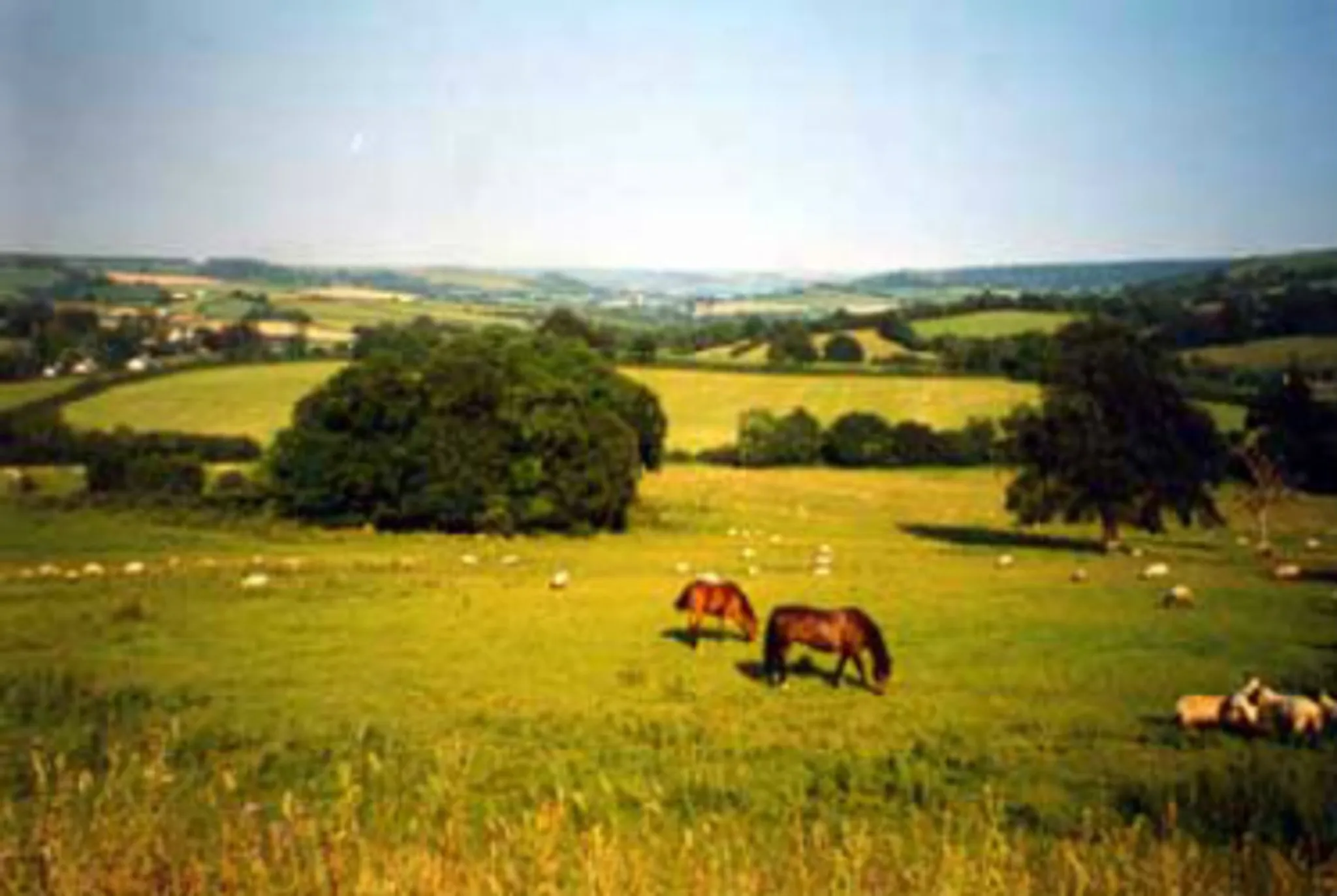 Devenish Pitt Farm and Stables