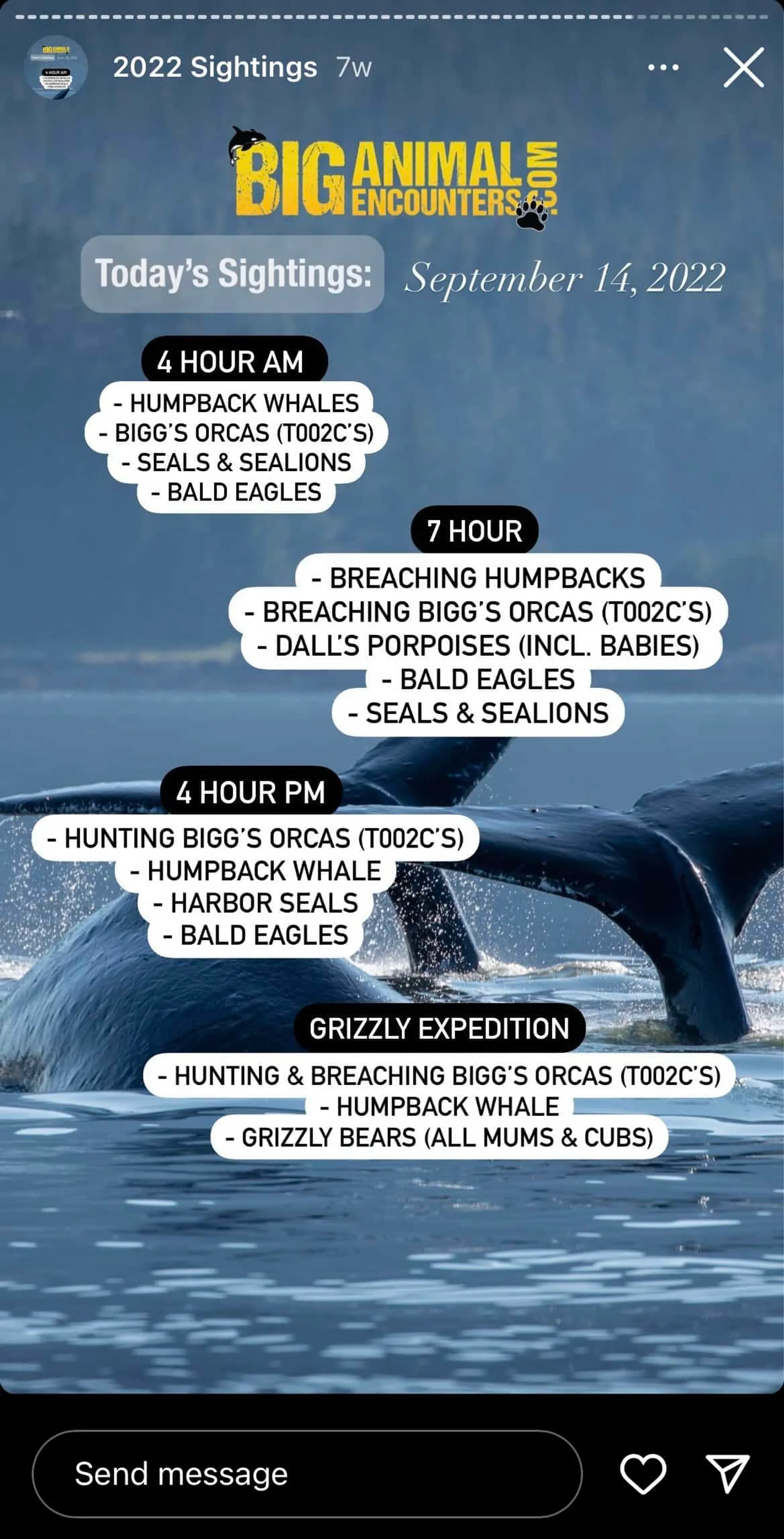 Whale Watching and Wildlife Tour