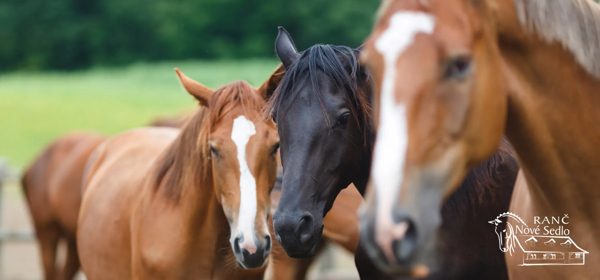 Letný a denný tábor 2024 na Ranči Nové Sedlo