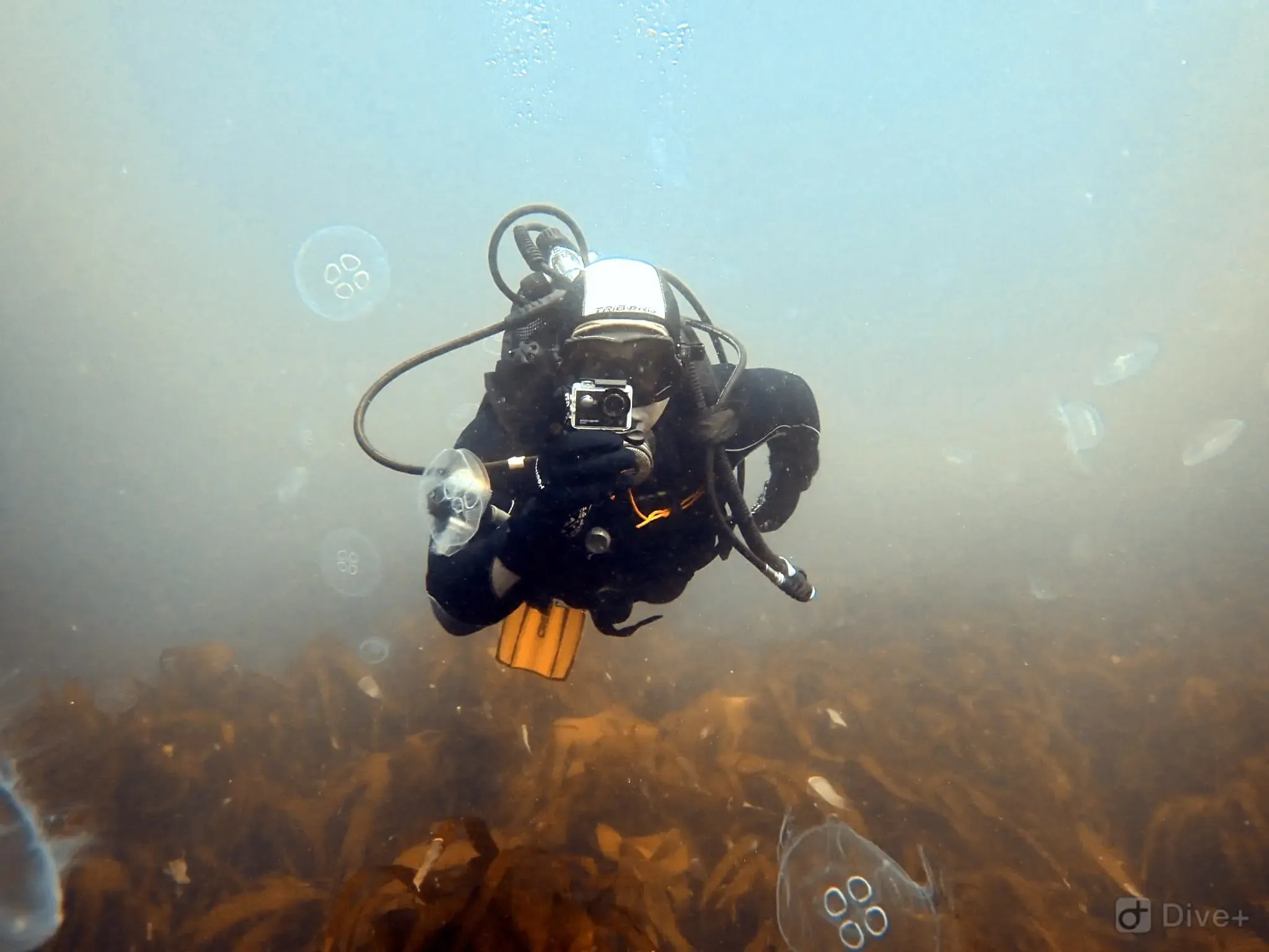 PADI Divemaster Course