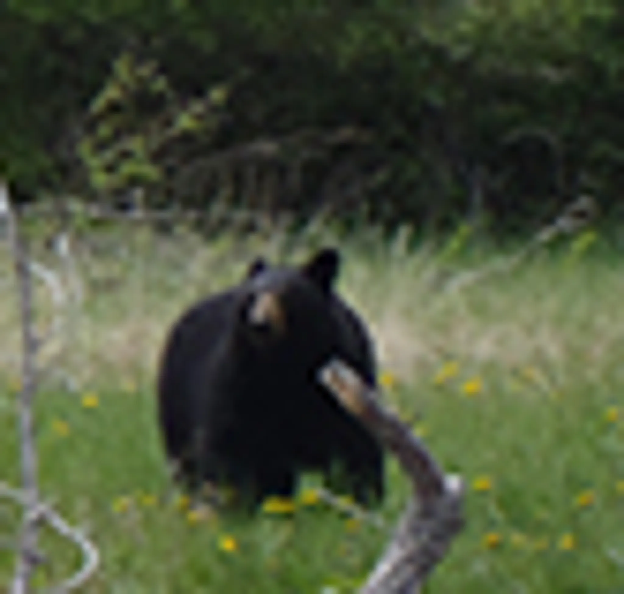 Bear Corner Adventures Bed & Bale