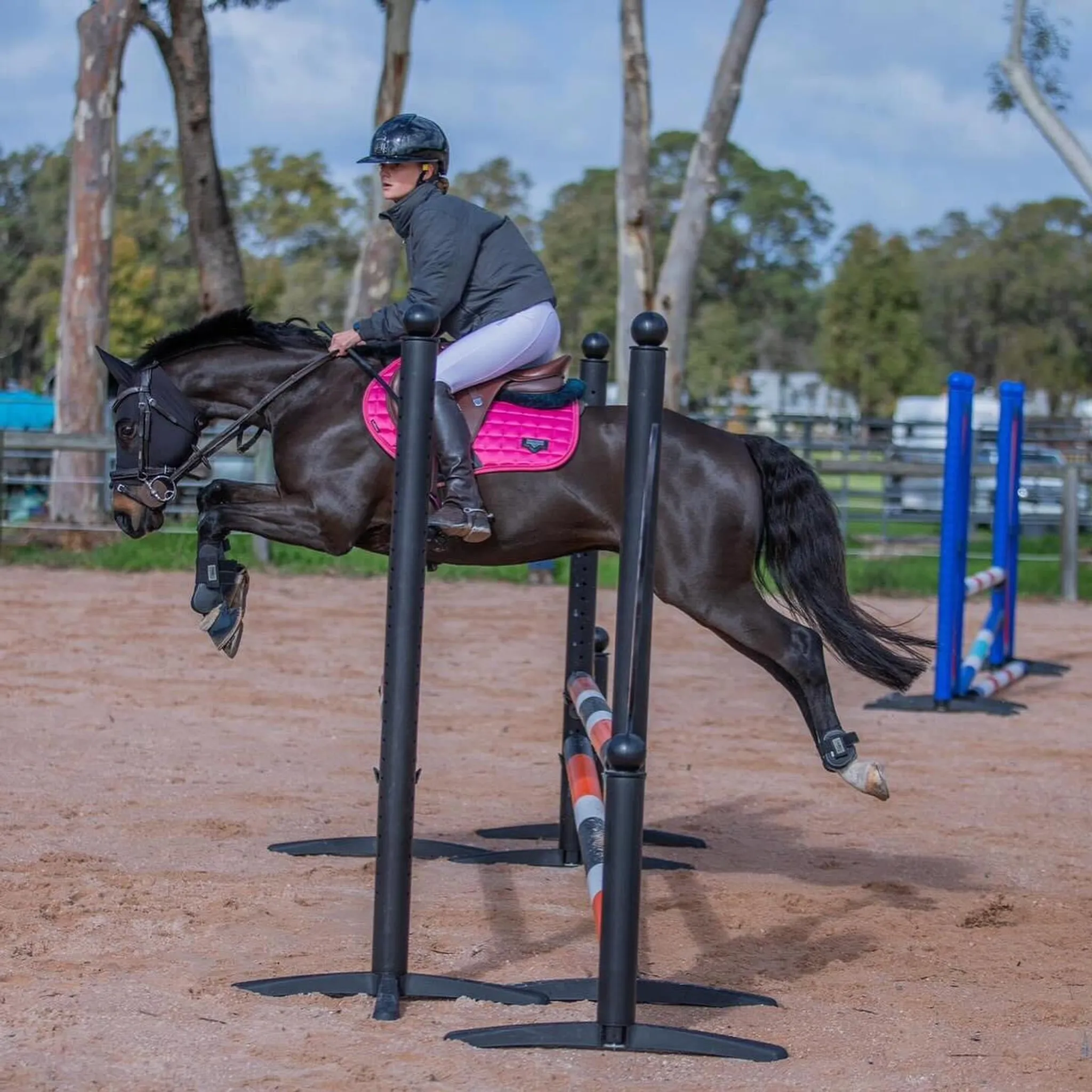 The Thoroughbred Sporthorse Network