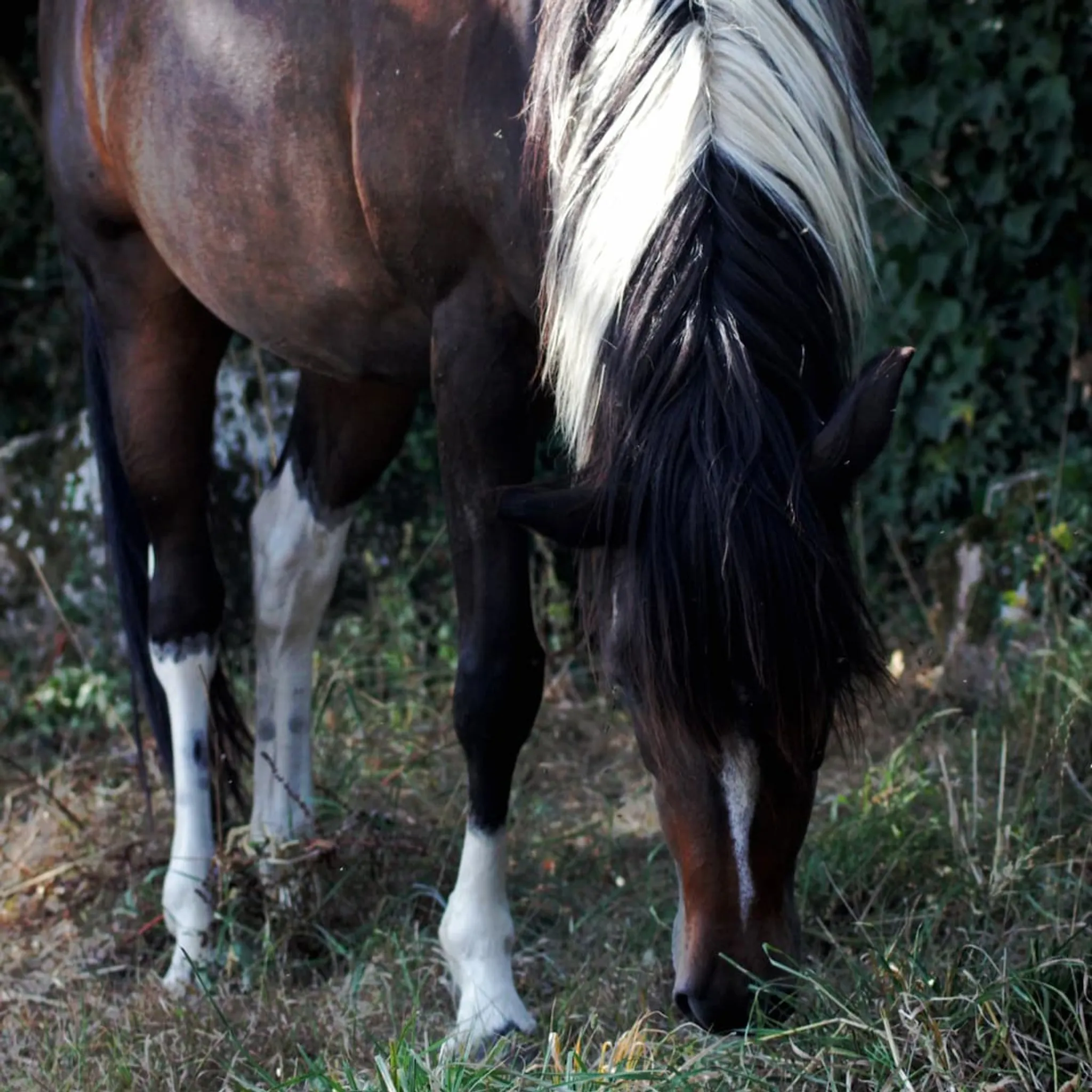 Sur le Chemin des Sabots