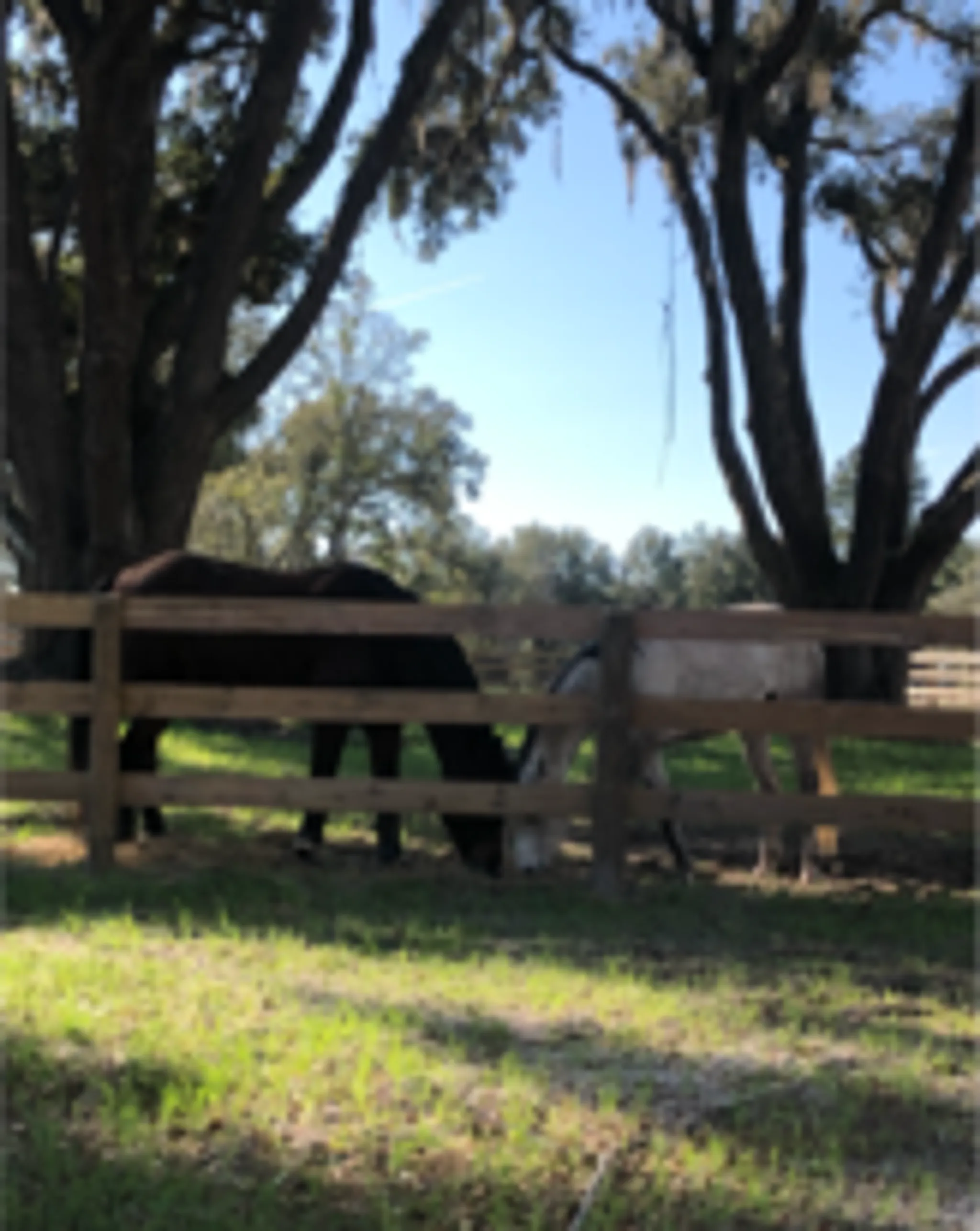 Venturing Hills Farm