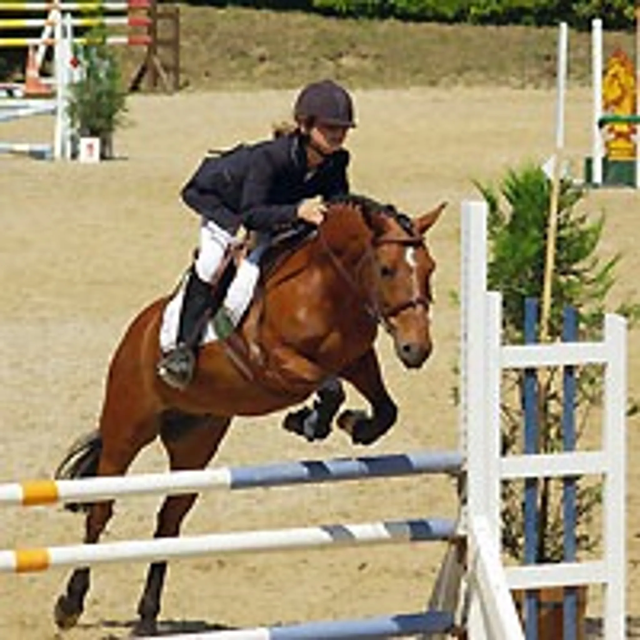Concours de Saut d'Obstacles (CSO) à La Renarderie