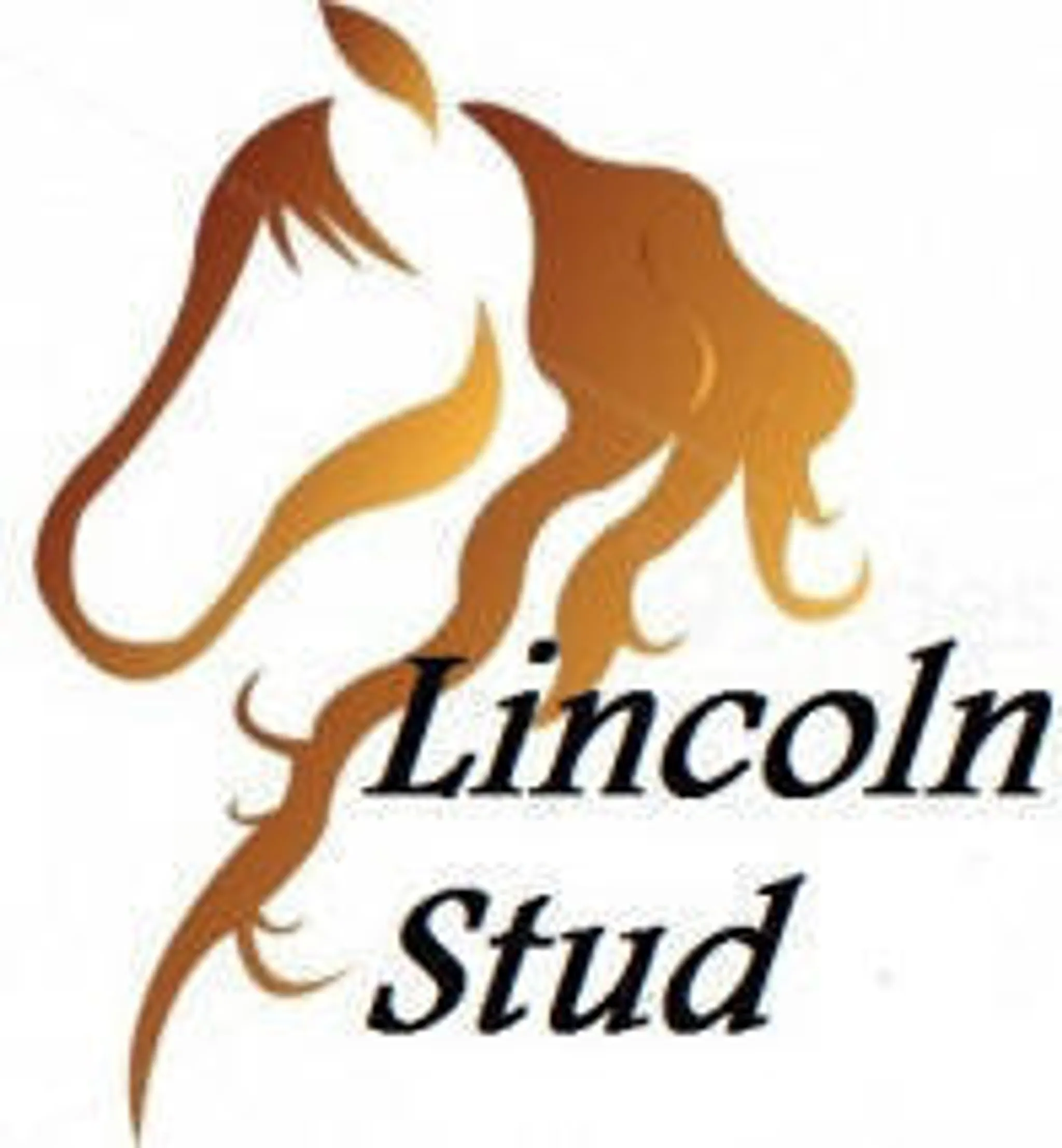 Lincoln Stud