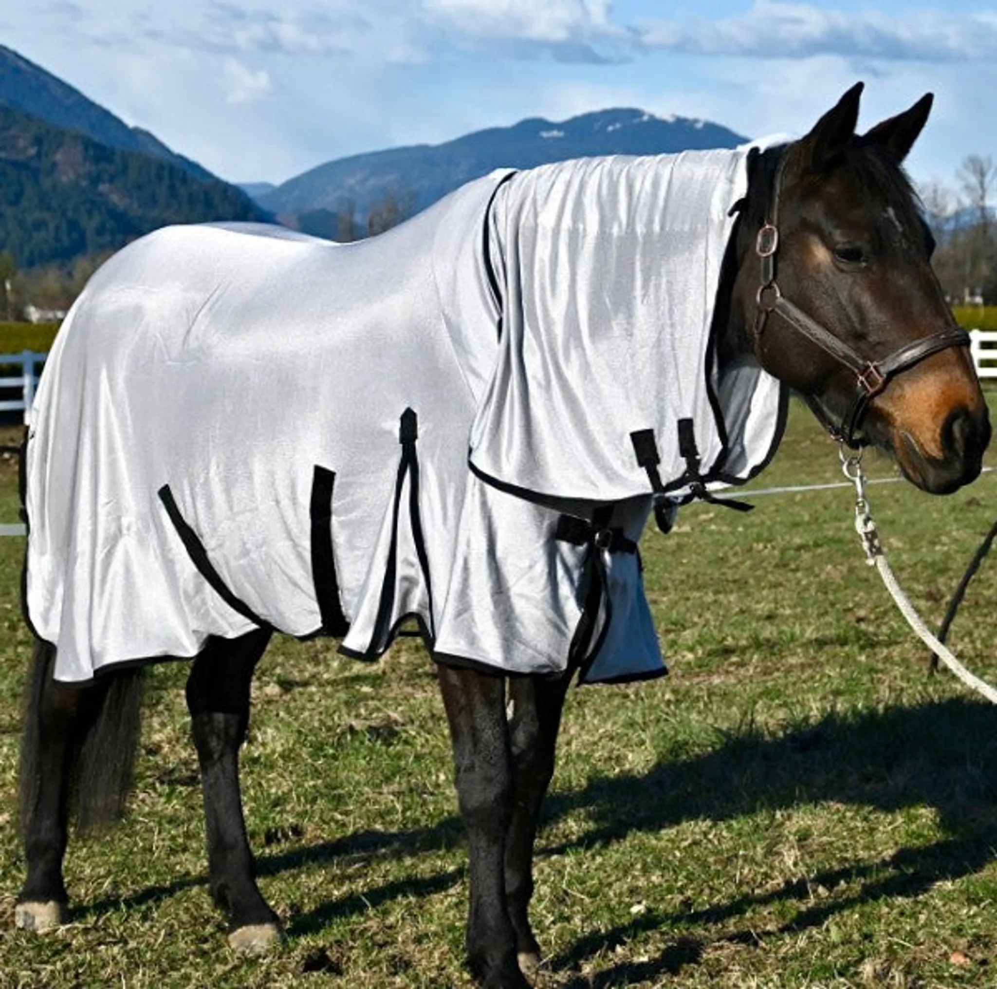 Champion Horse Blankets