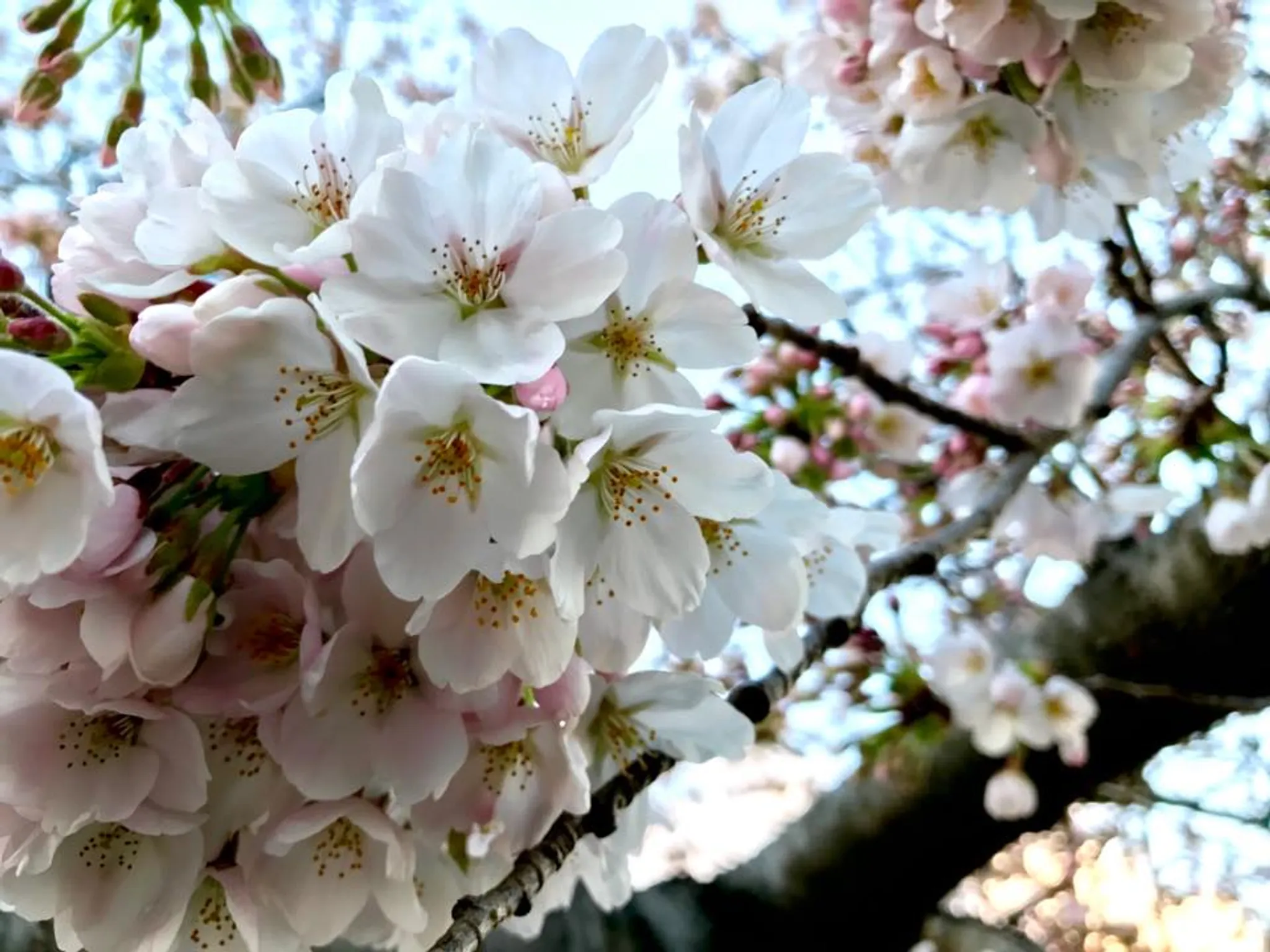 Roberts Sensei Workshop