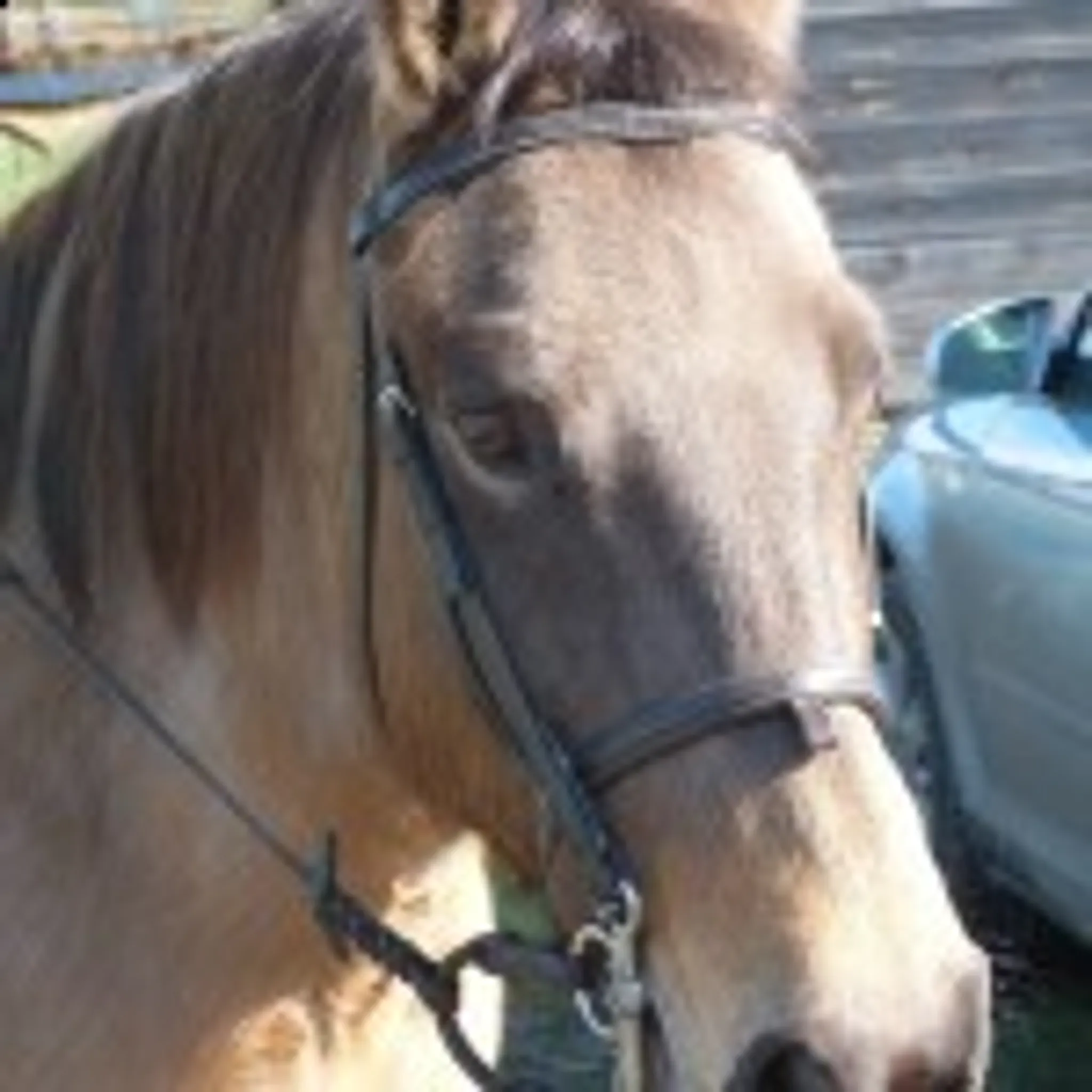Glebe Field Riding School and Equestrian Centre