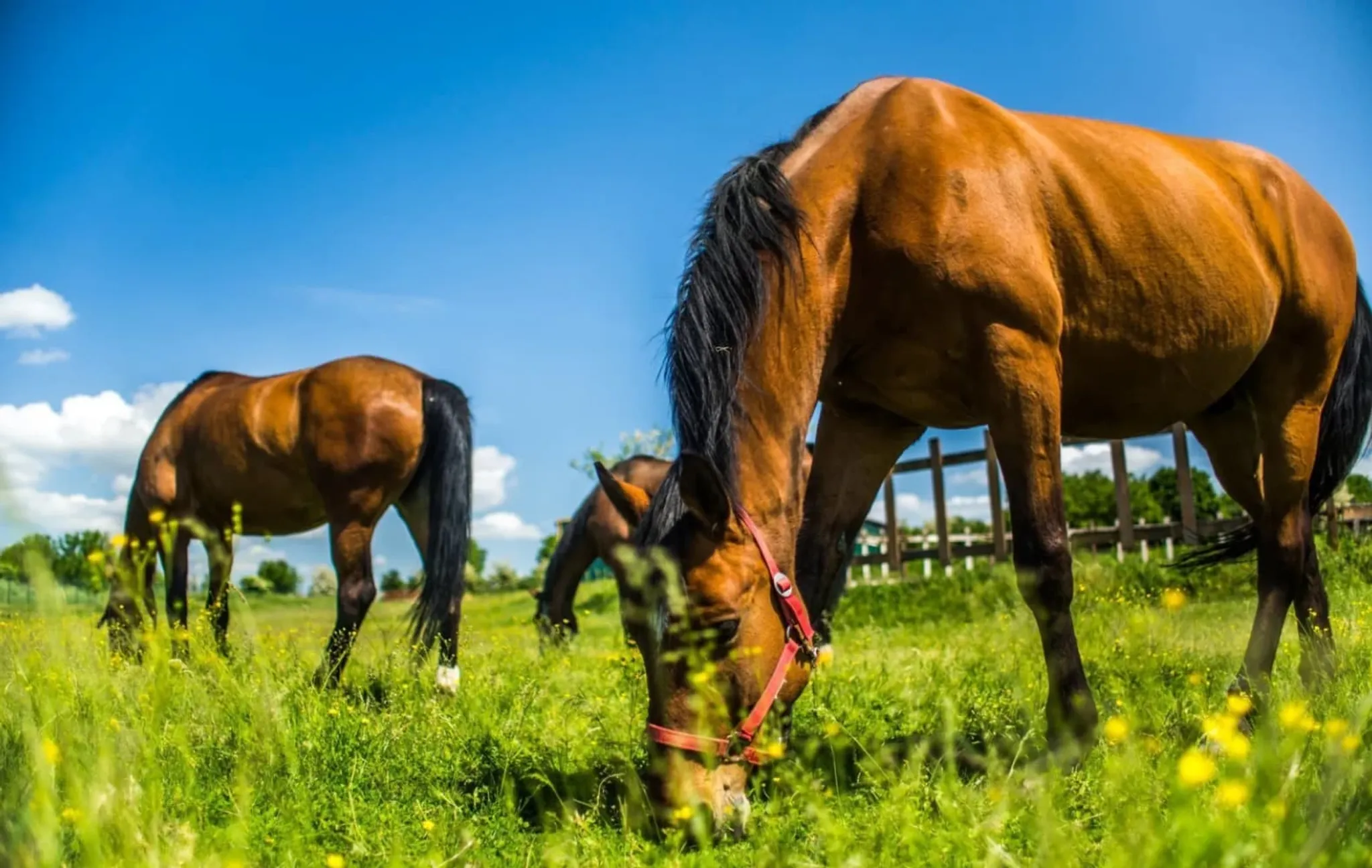 Fitness s telocvičňou - Číž