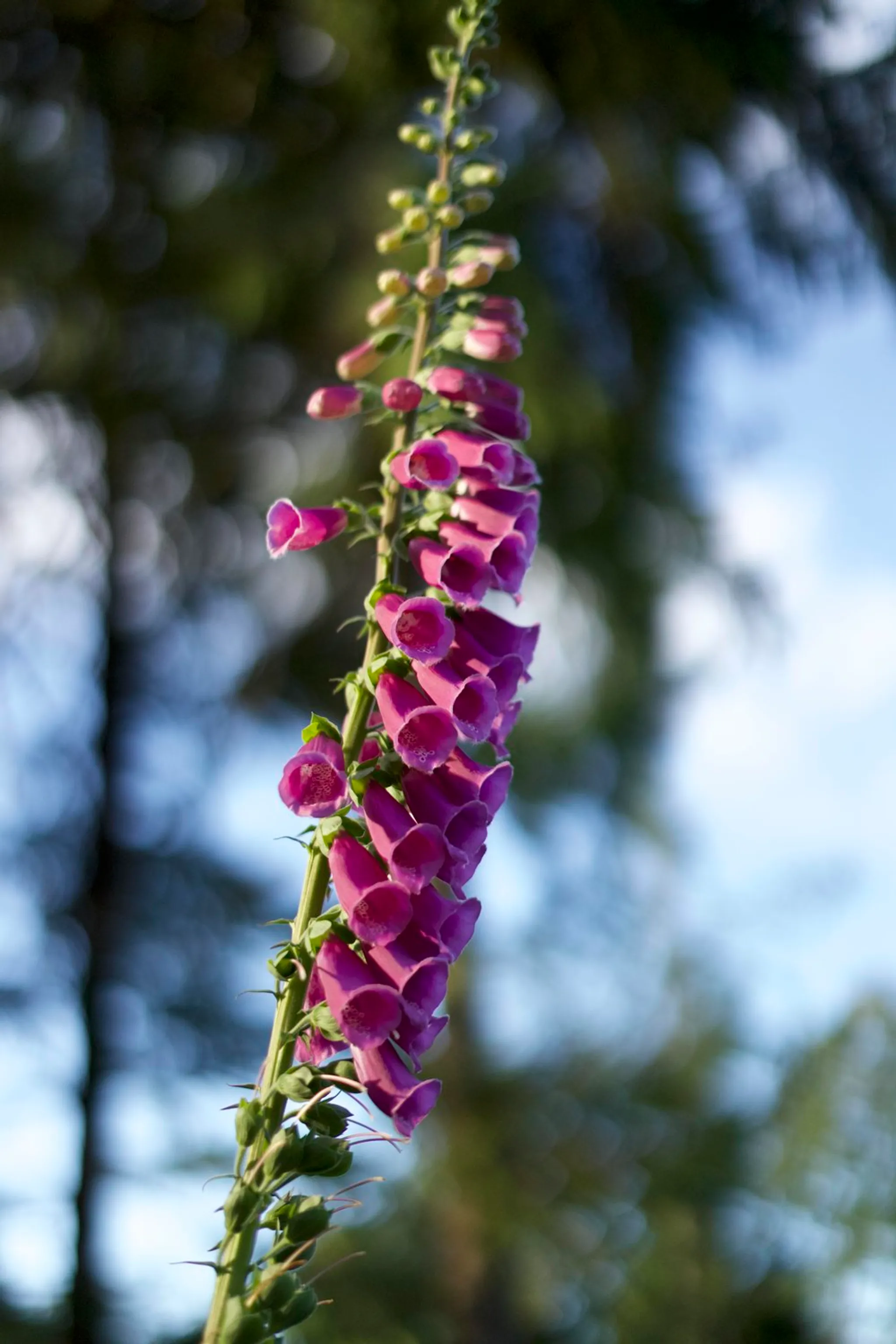 Quadra Island Golf Club