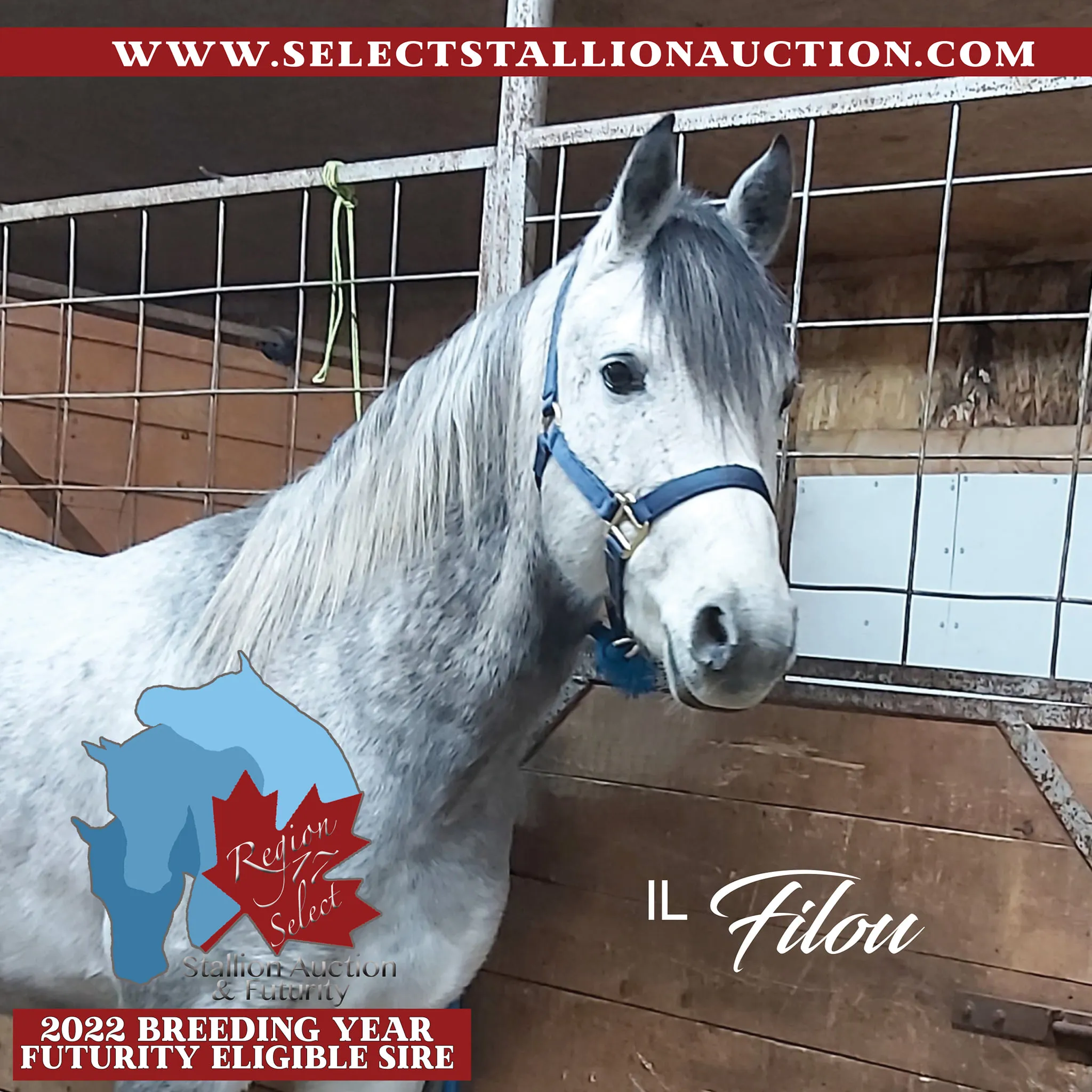 Excalibur Sport Horses