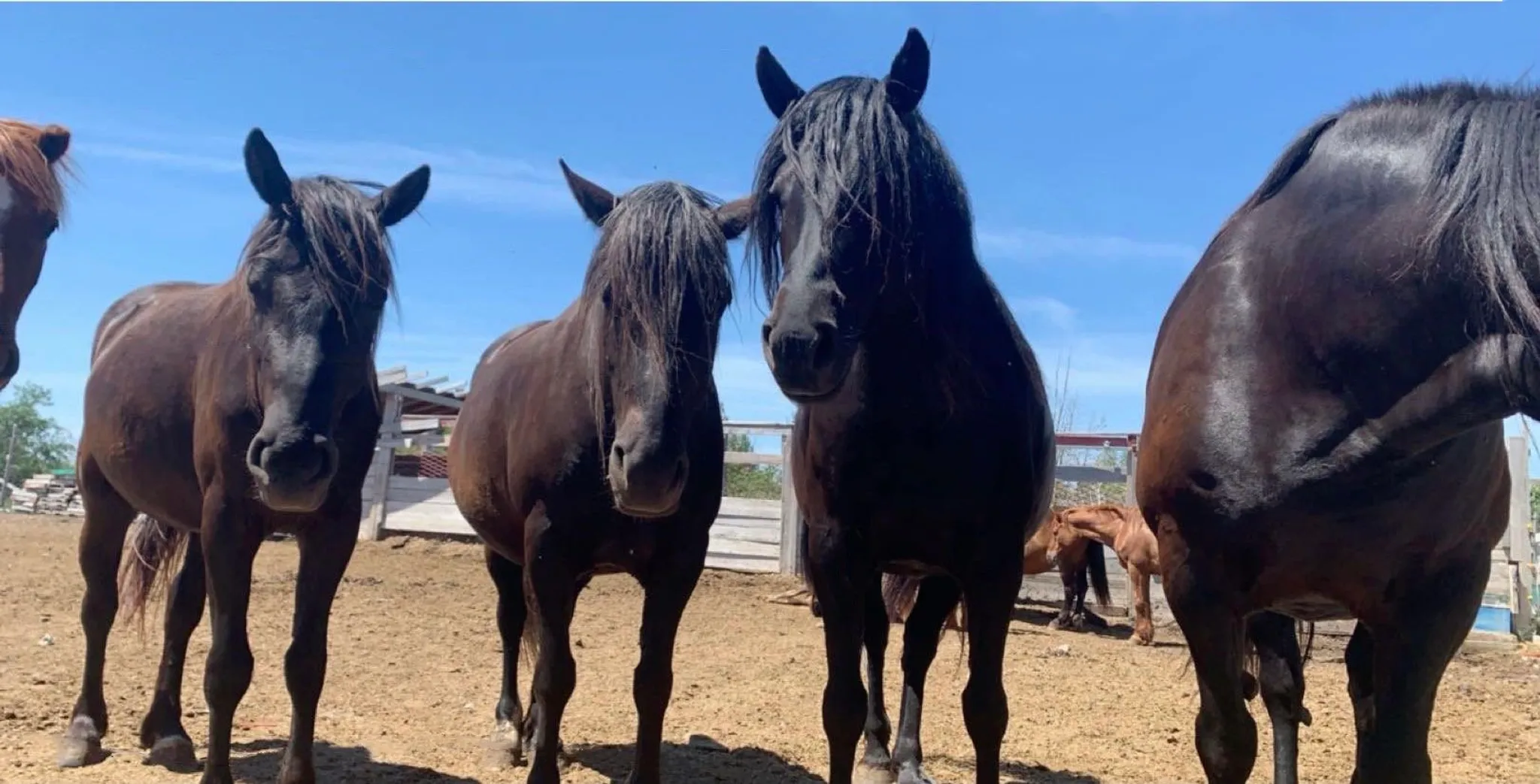 Summer Equestrian Day Camp