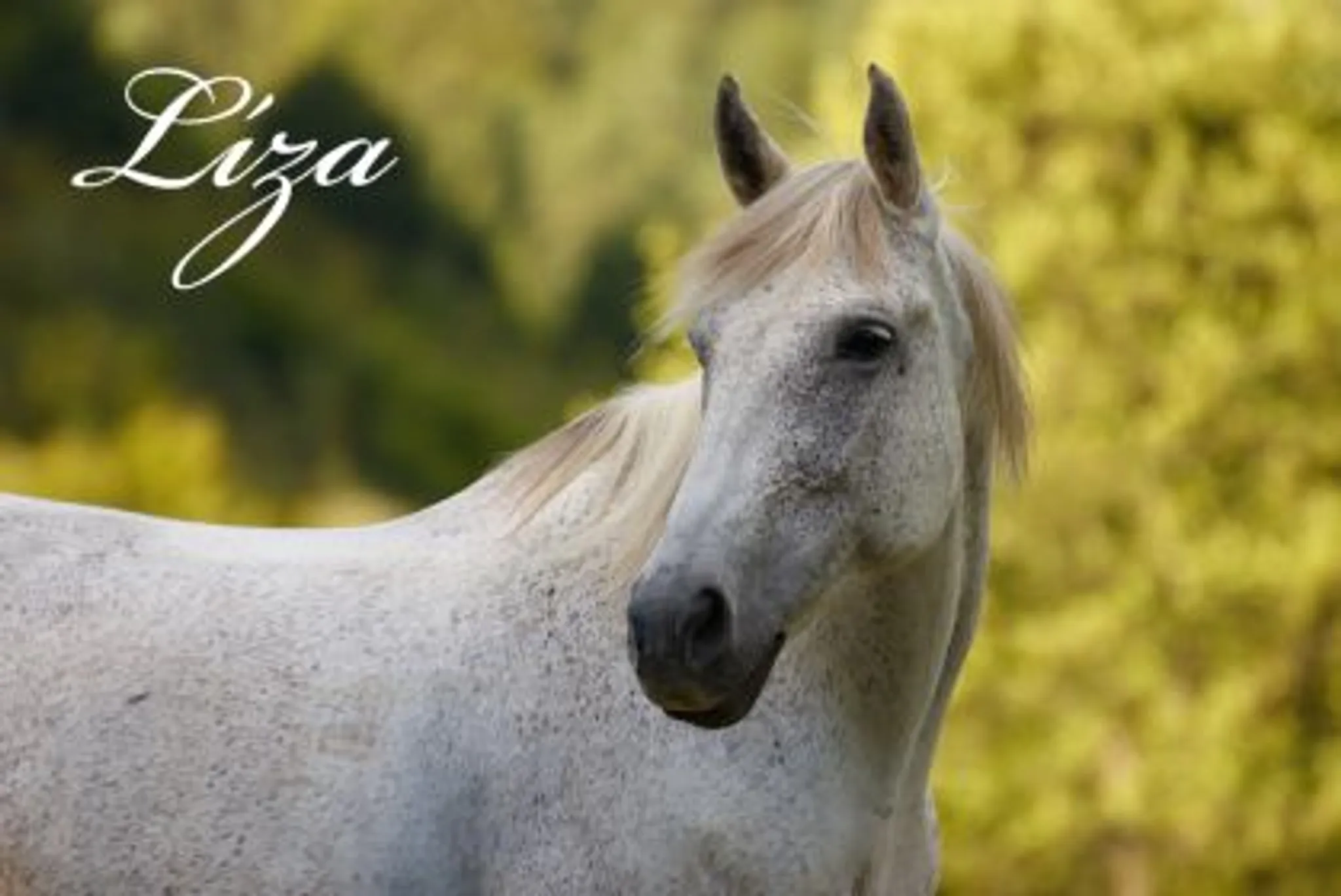 Jazdecká škola Ľubietová