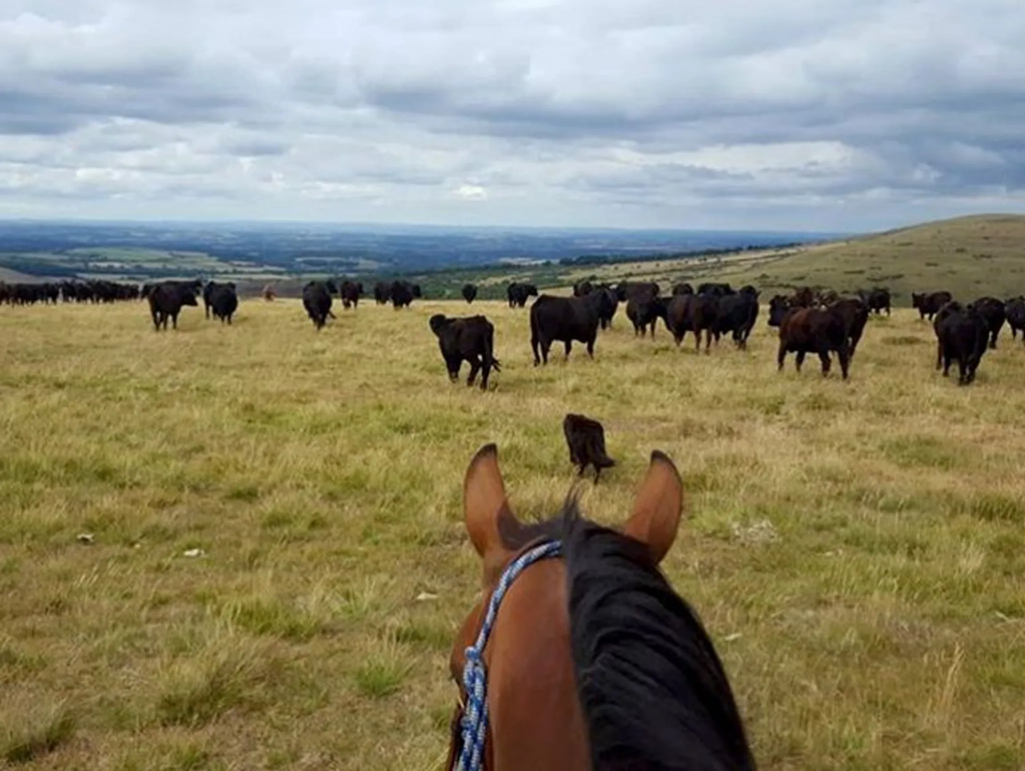 The Great Dartmoor Cattle Drives