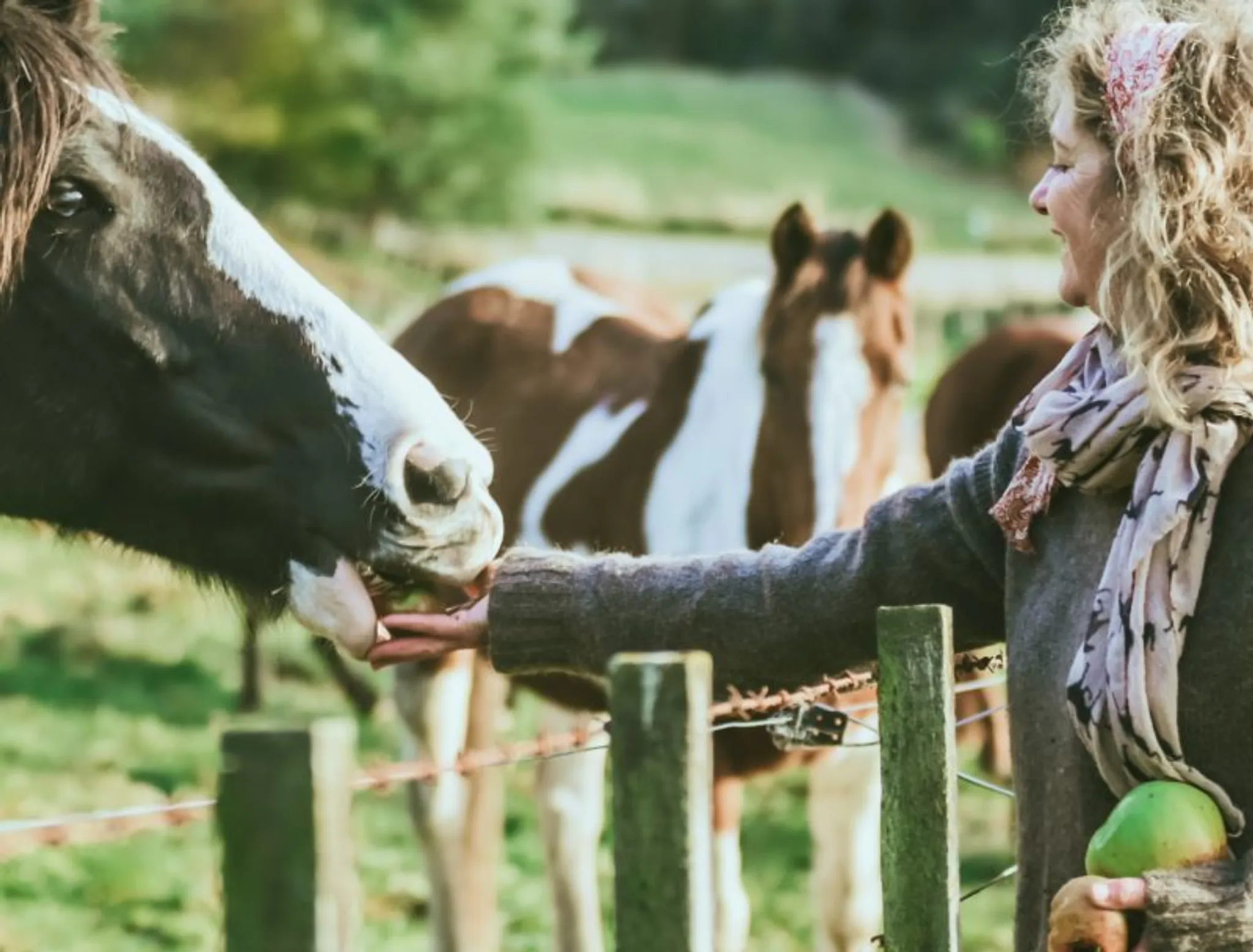 Home on the Range Horse Trekking