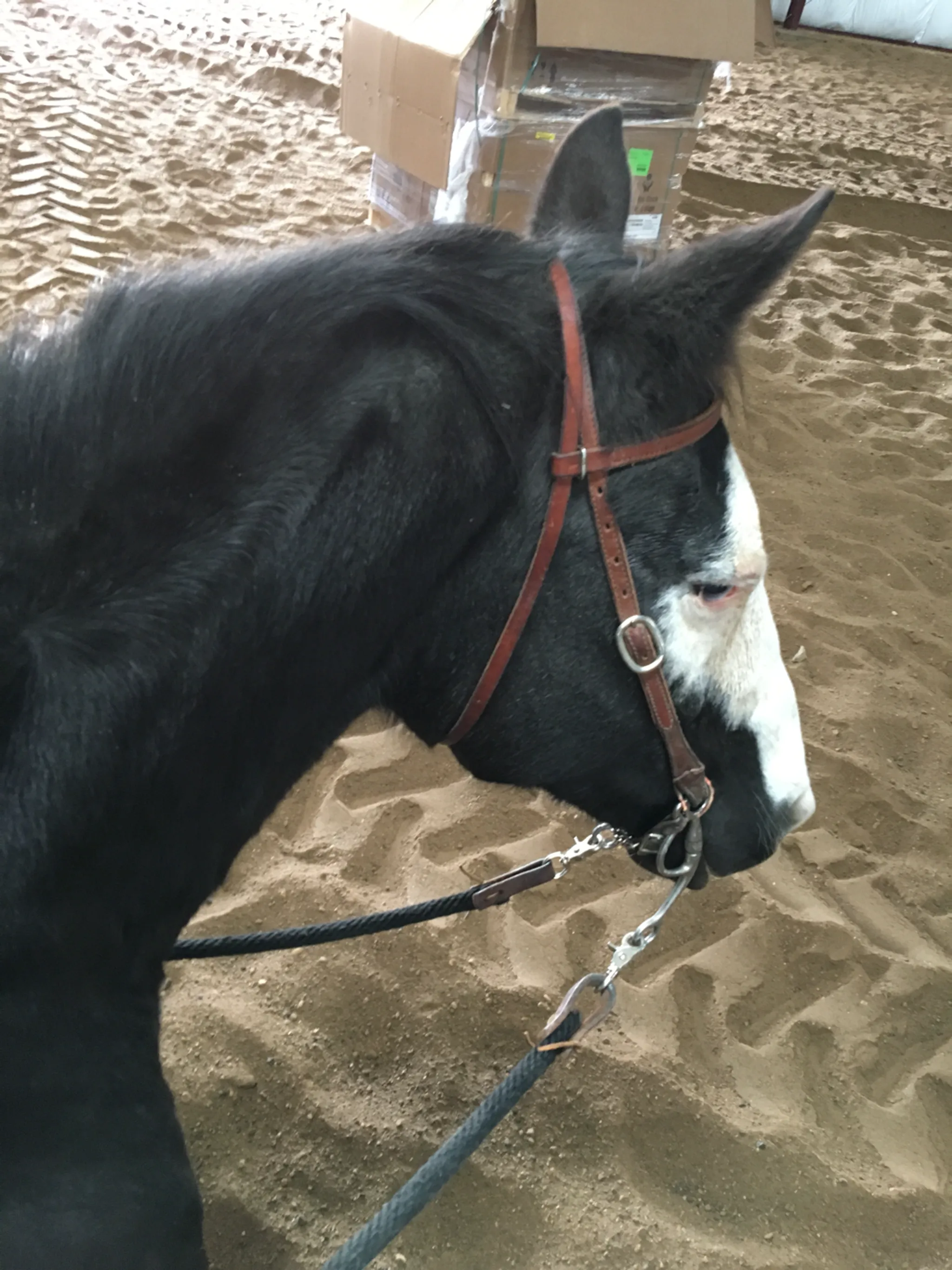 Reigning Paints Riding Arena