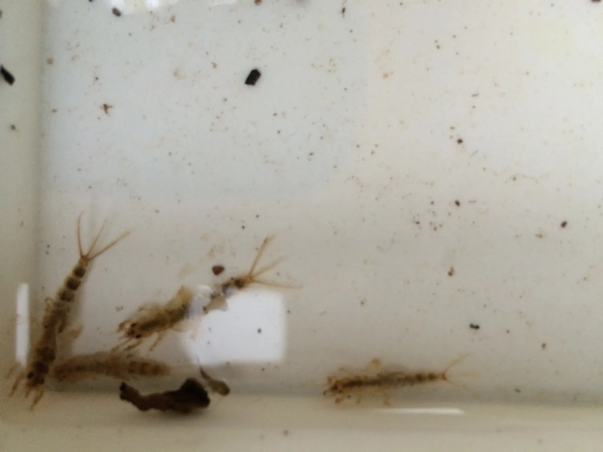 Gloucester Angling Club