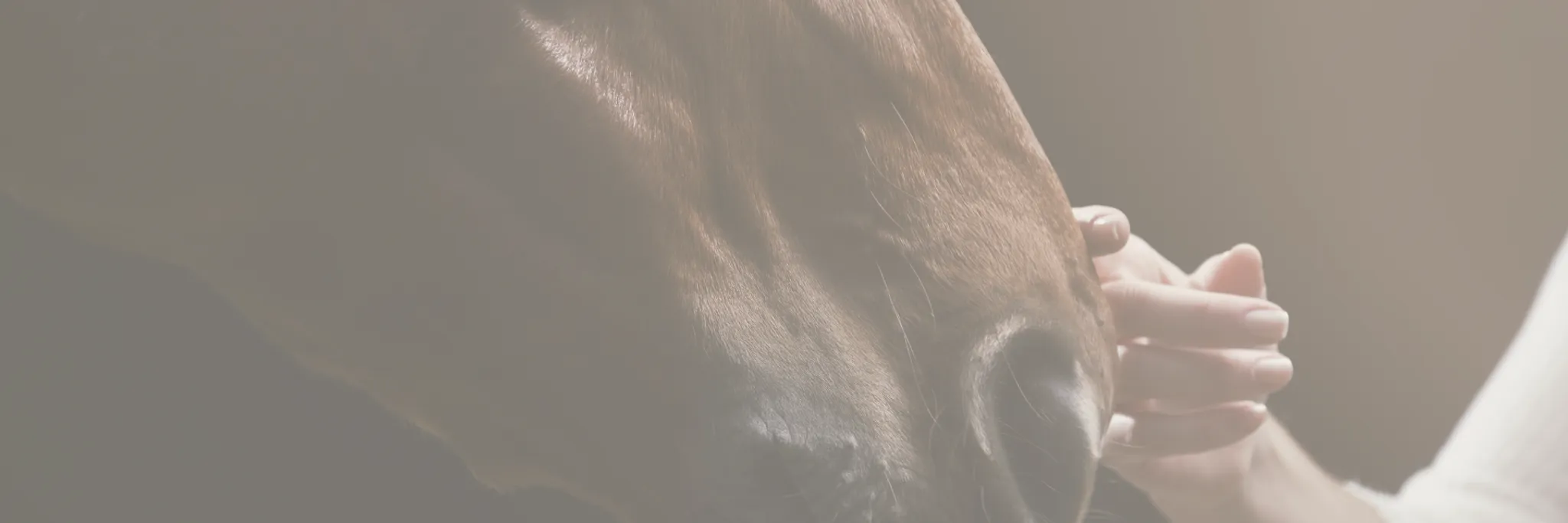 RIDEZ Equestrian Centre and Rescue