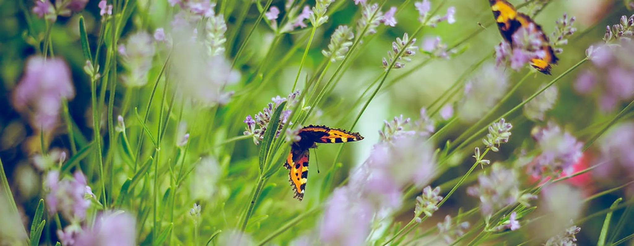 Beginner's Yoga Course