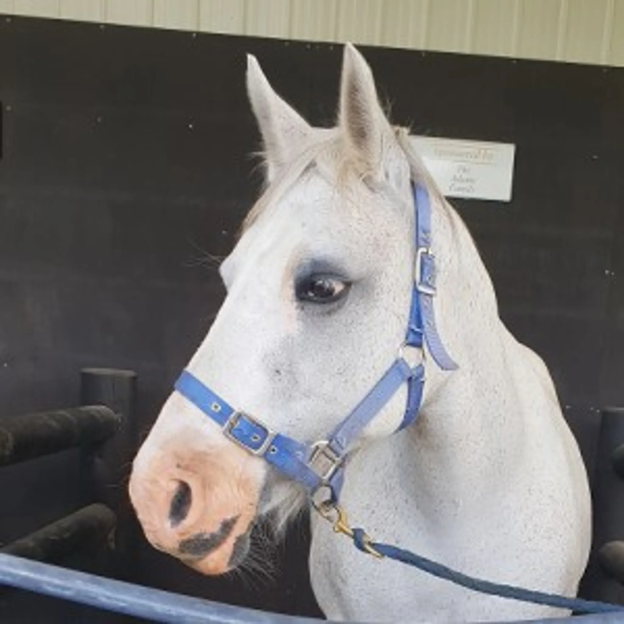 Riding For The Disabled