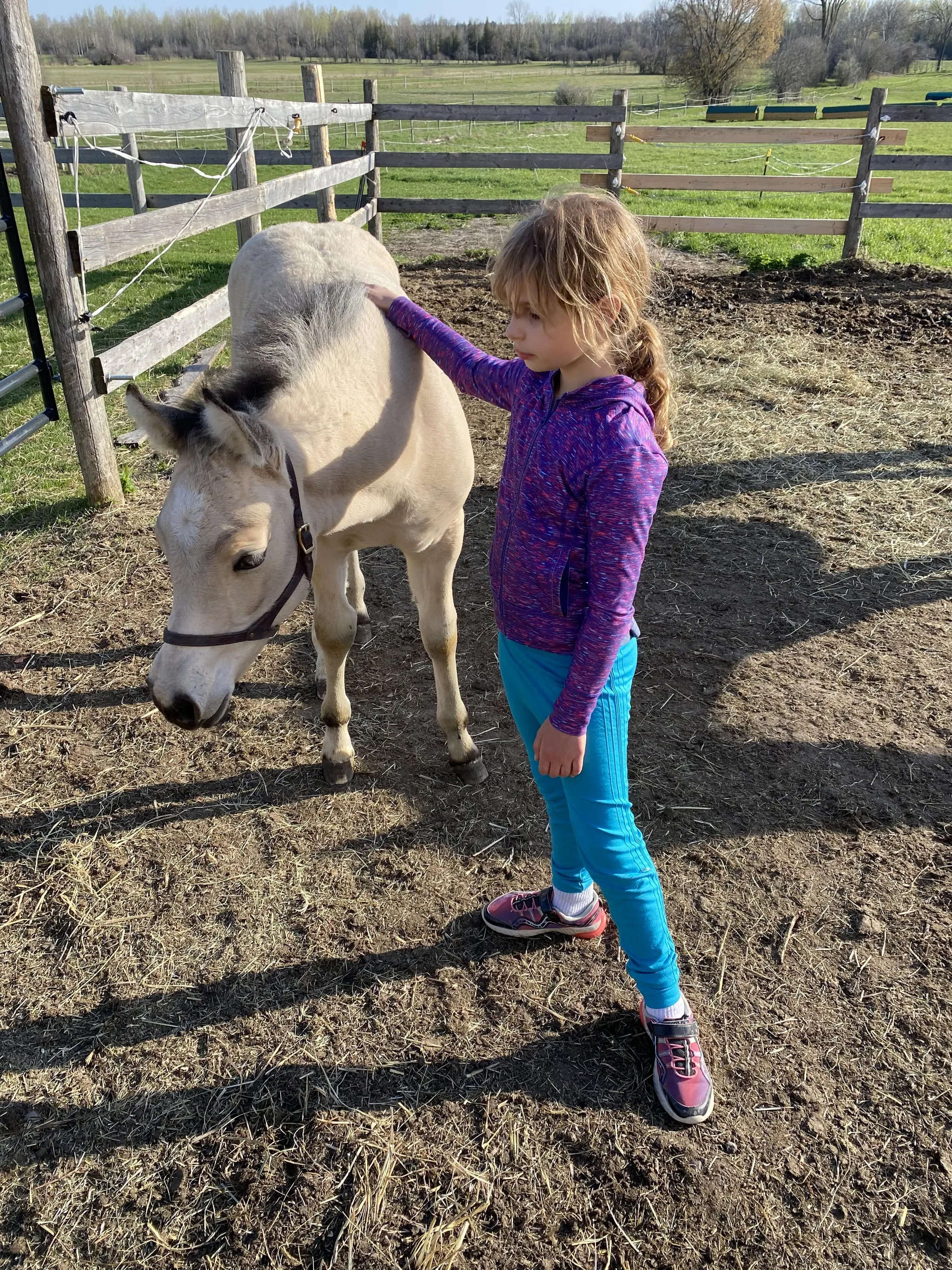 Meadowvale Farm Horse Shows