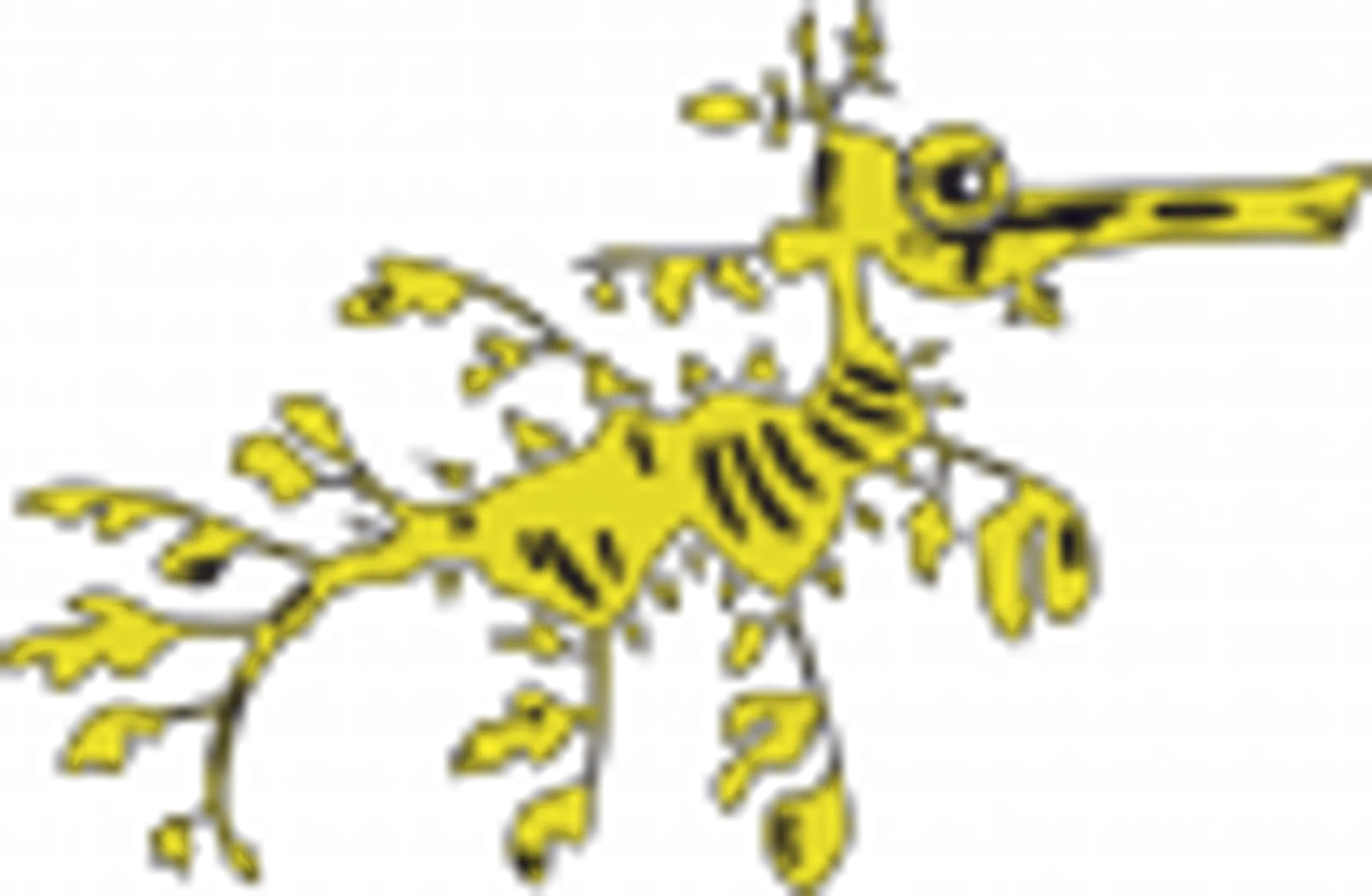 Adelaide University Scuba Club