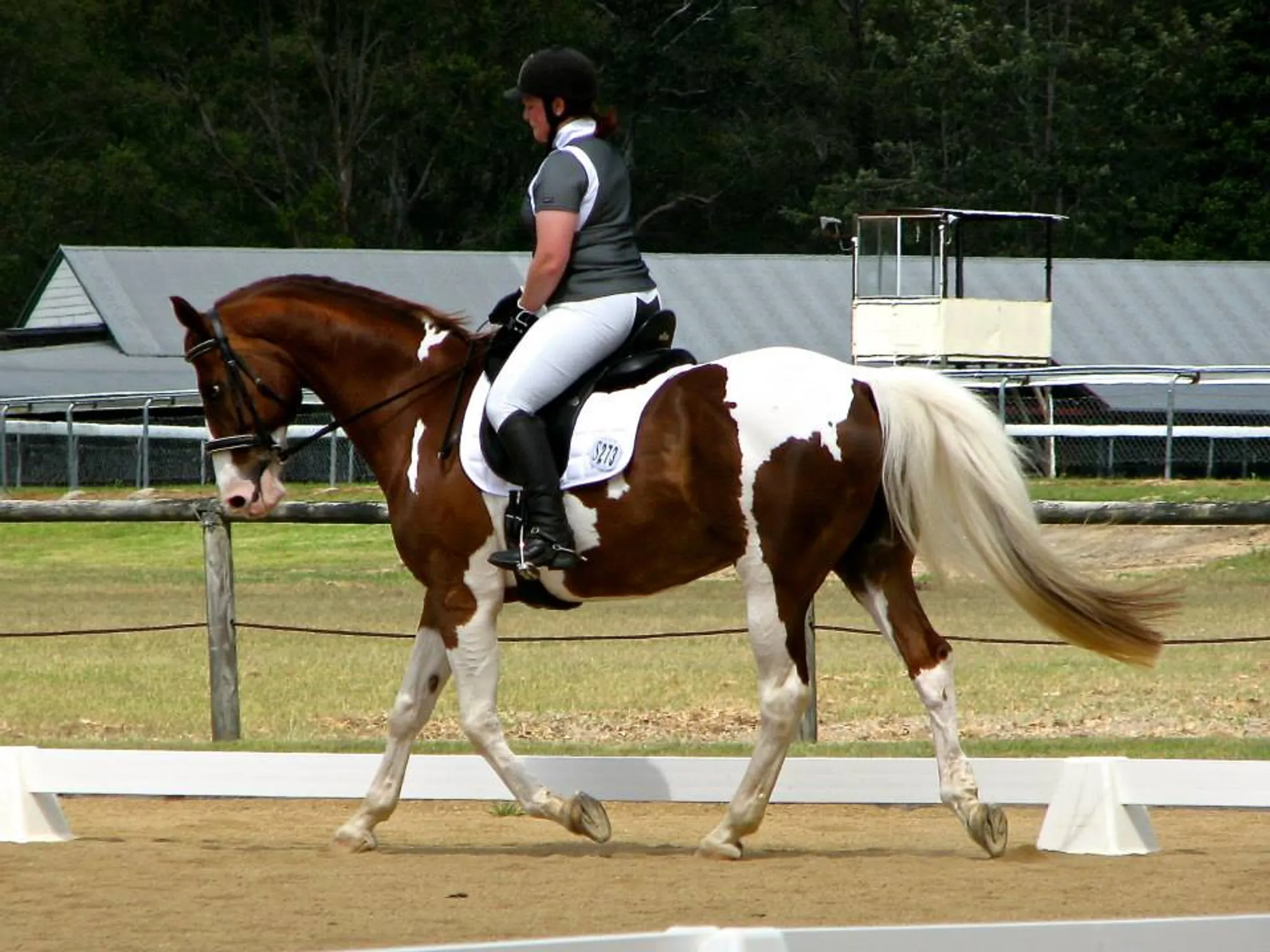 Local Horse Show Jumping Event