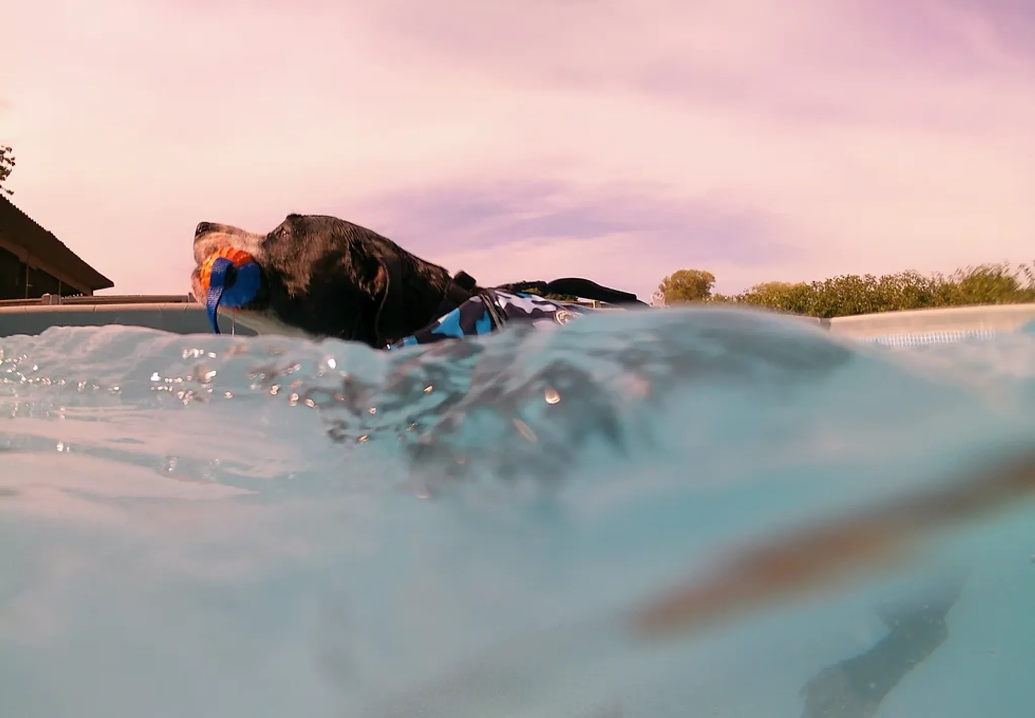 Finns Dog Aqua Fun and Fitness