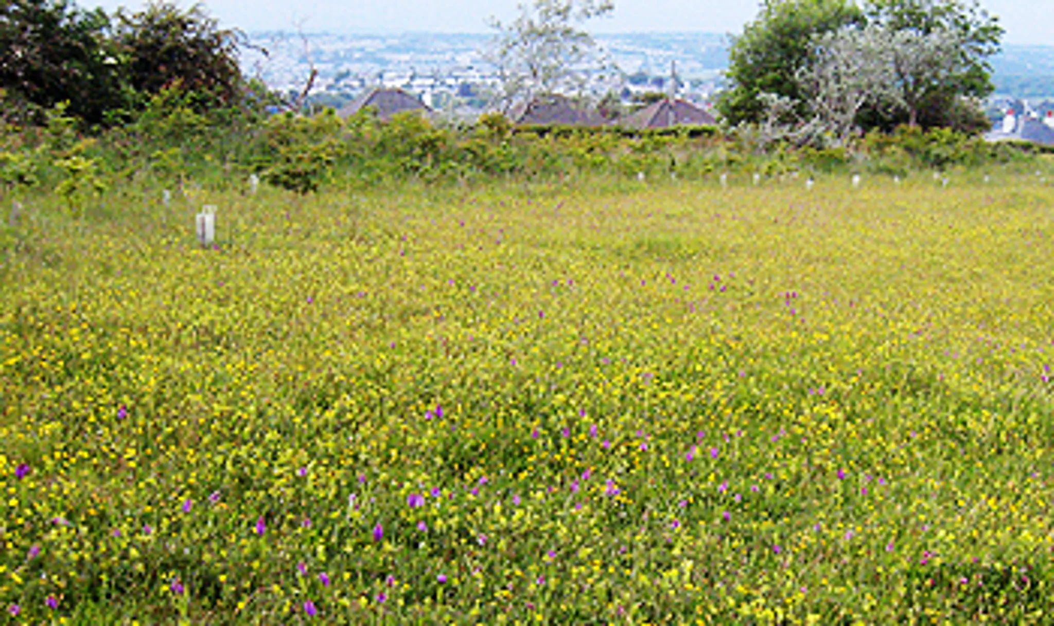 Staddiscombe Playing Fields