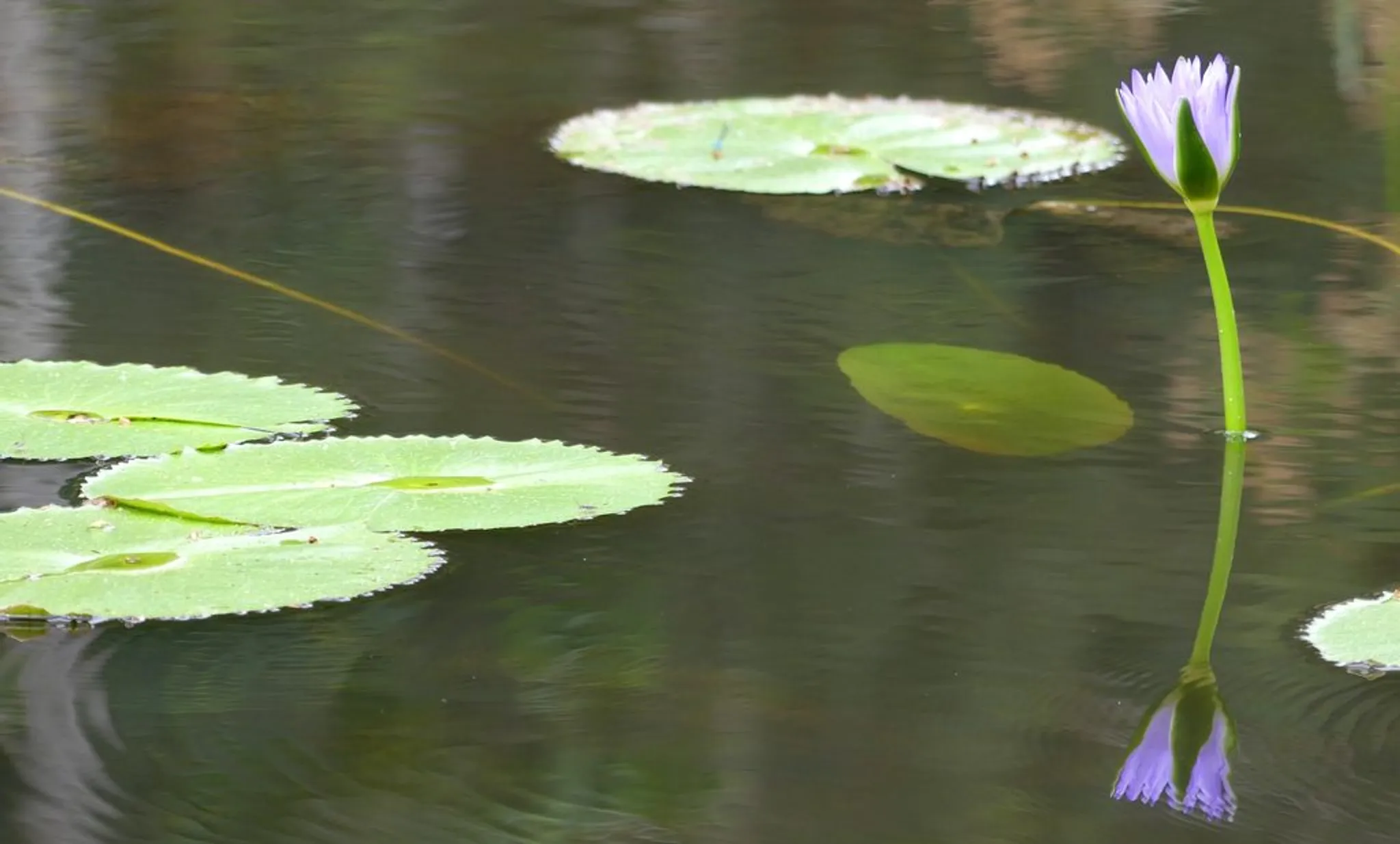 Yoga Classes in Nundah and Geebung