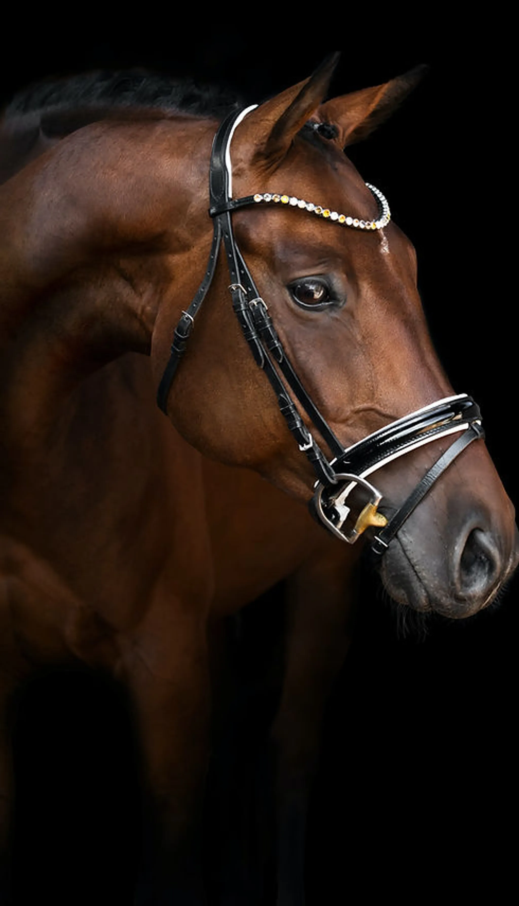 Caboolture Dressage Group