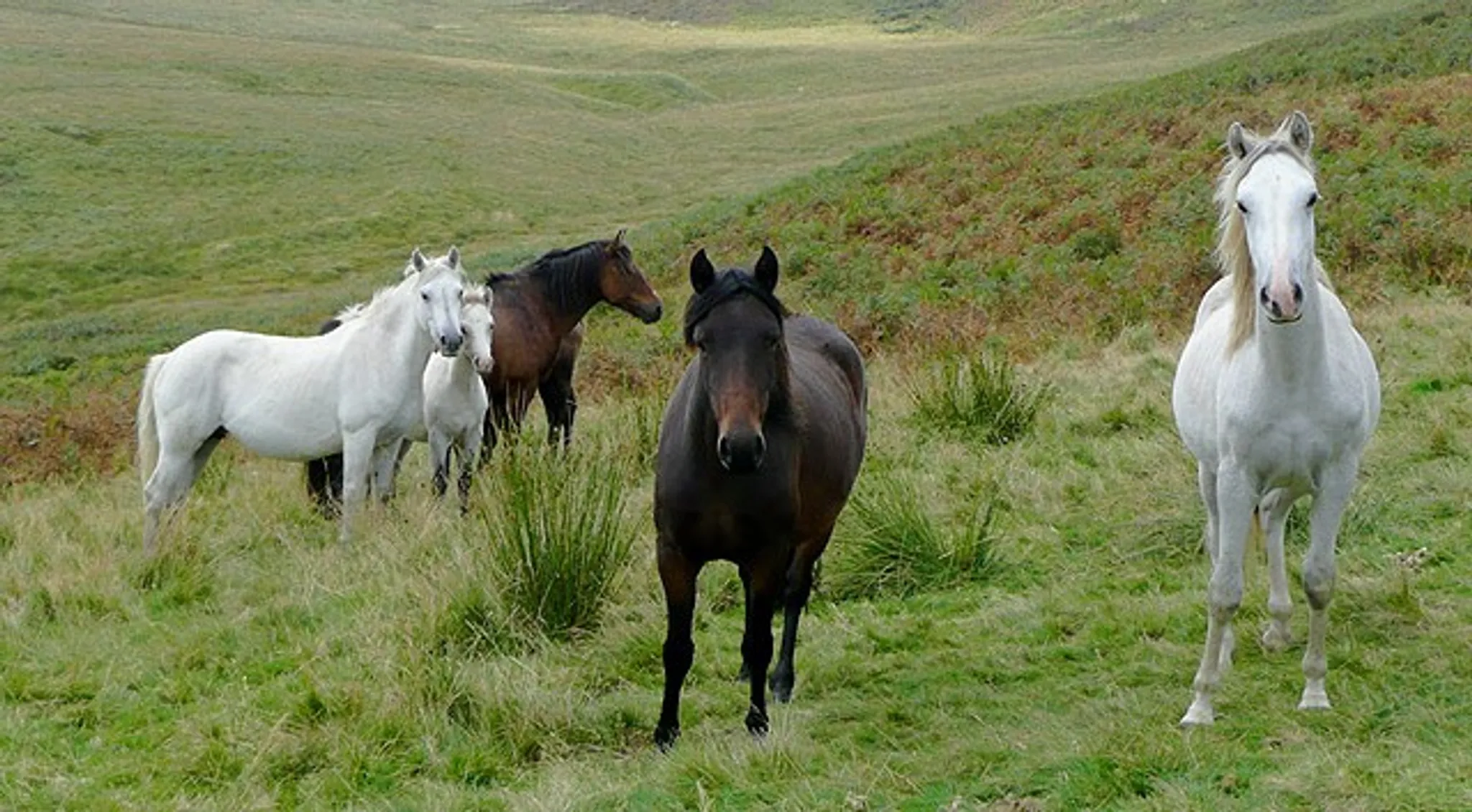 Chard & District Riding for the Disabled Group