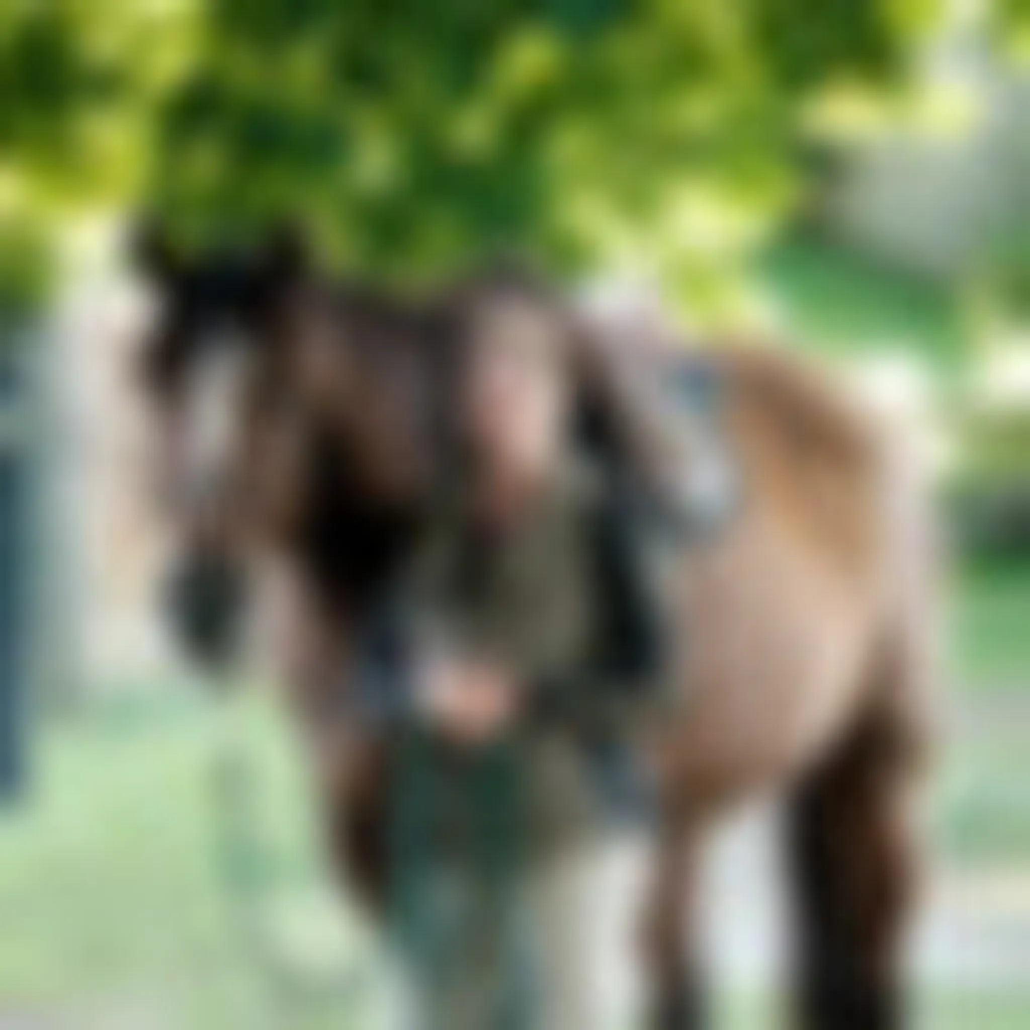 Heather Pankhurst Equine First Aid