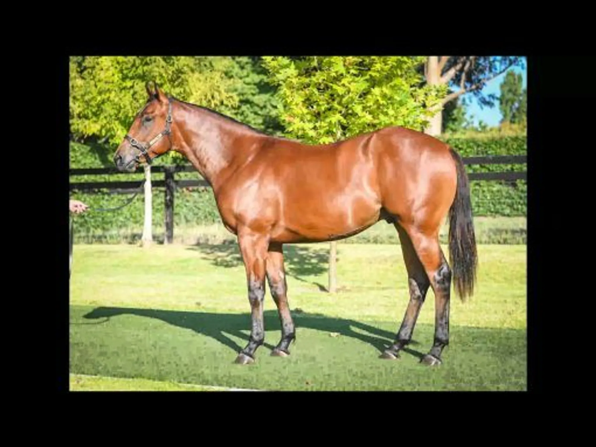 Cornish Gaskin Racing