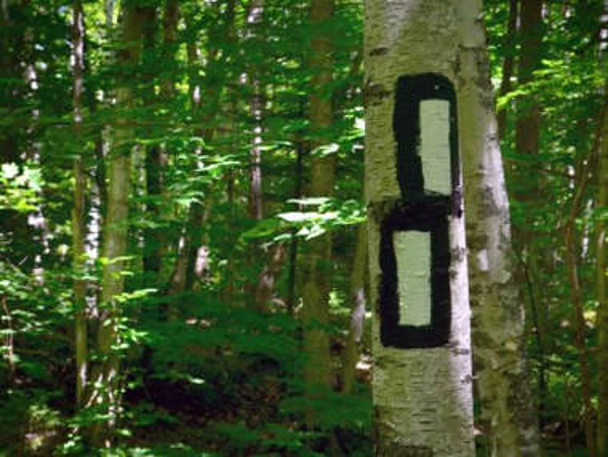 Georgian Bay Cheer Athletics Competitive Program Season 7